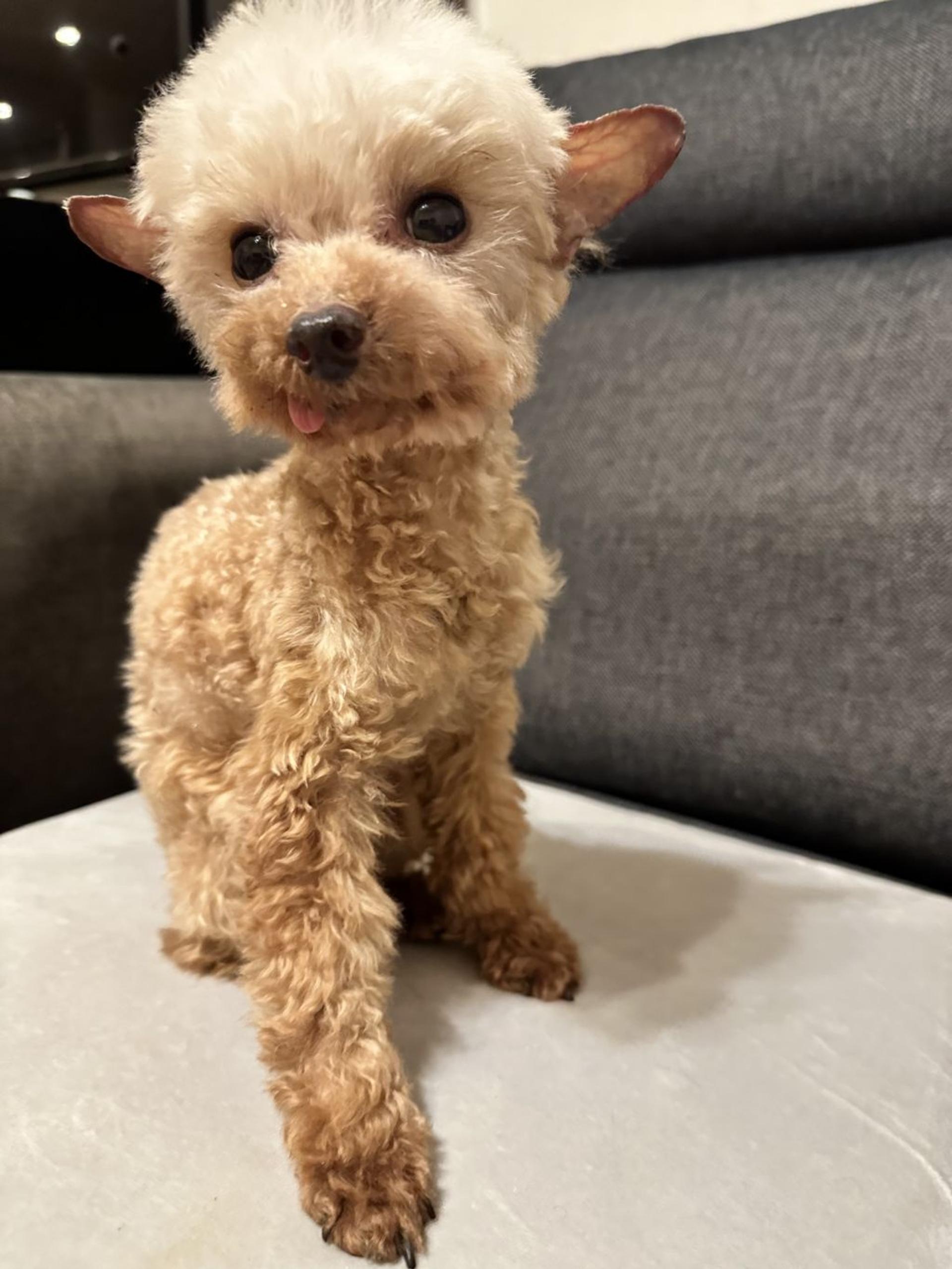 pet-image-2