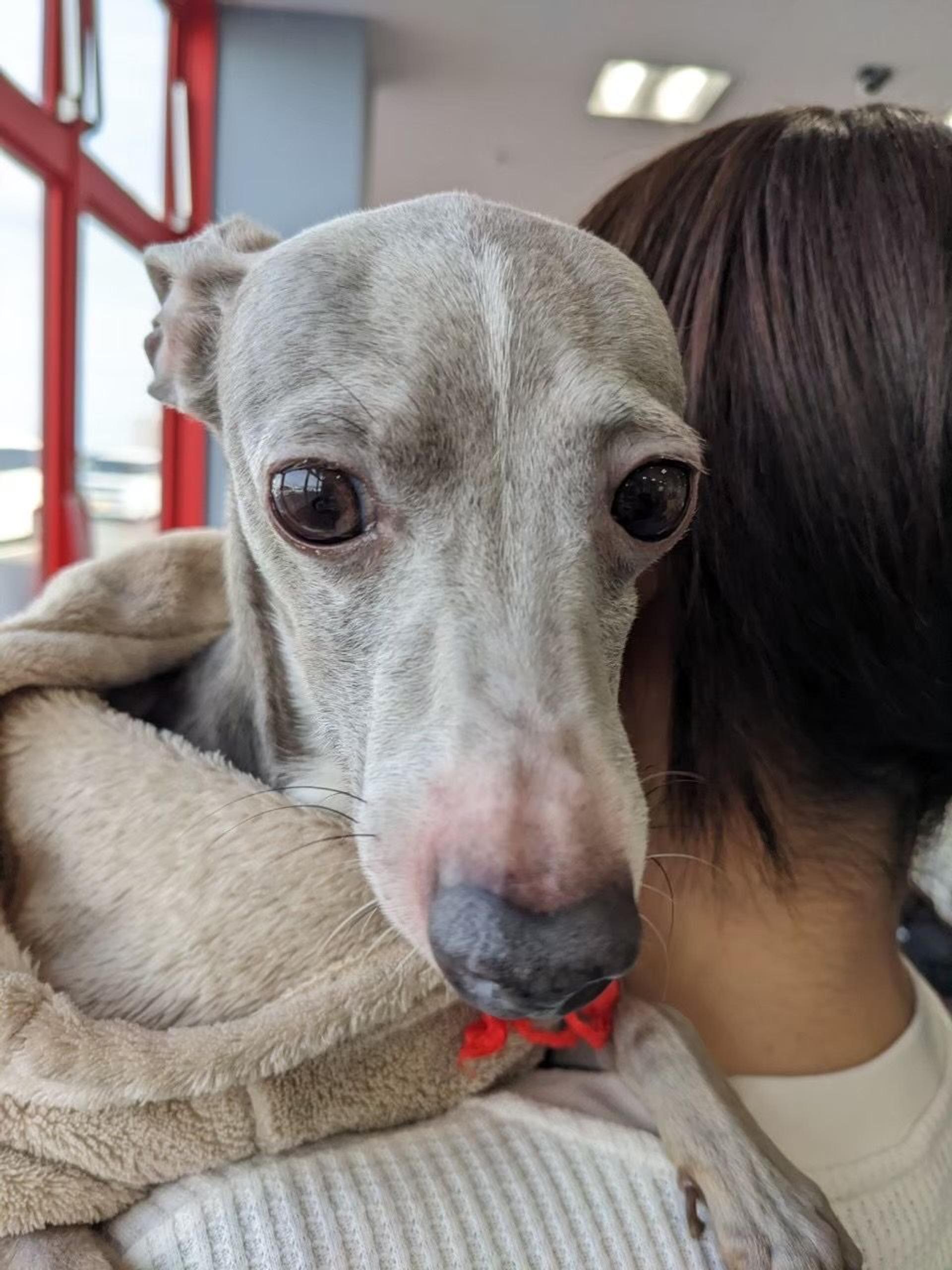 pet-image-4