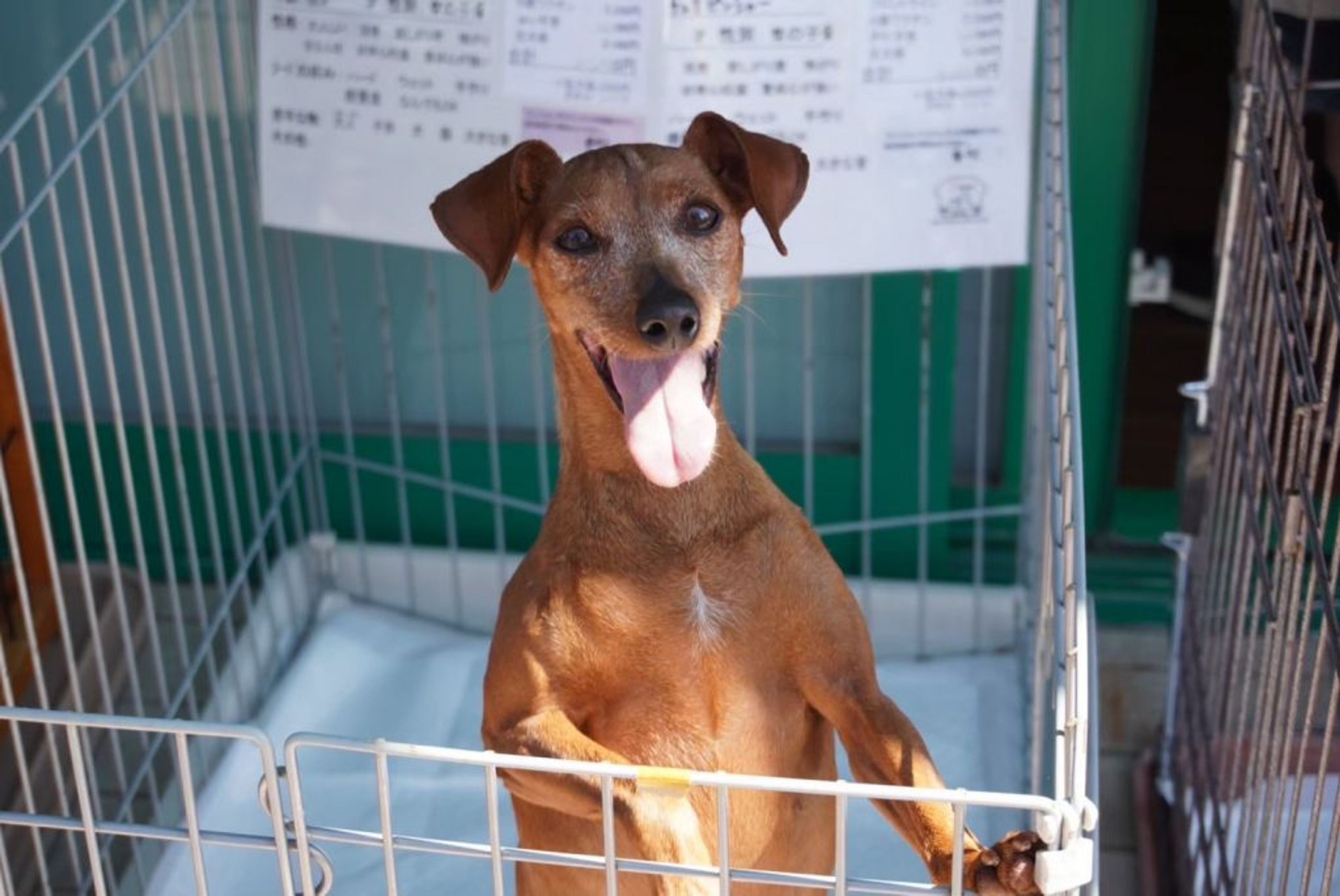 pet-image-2