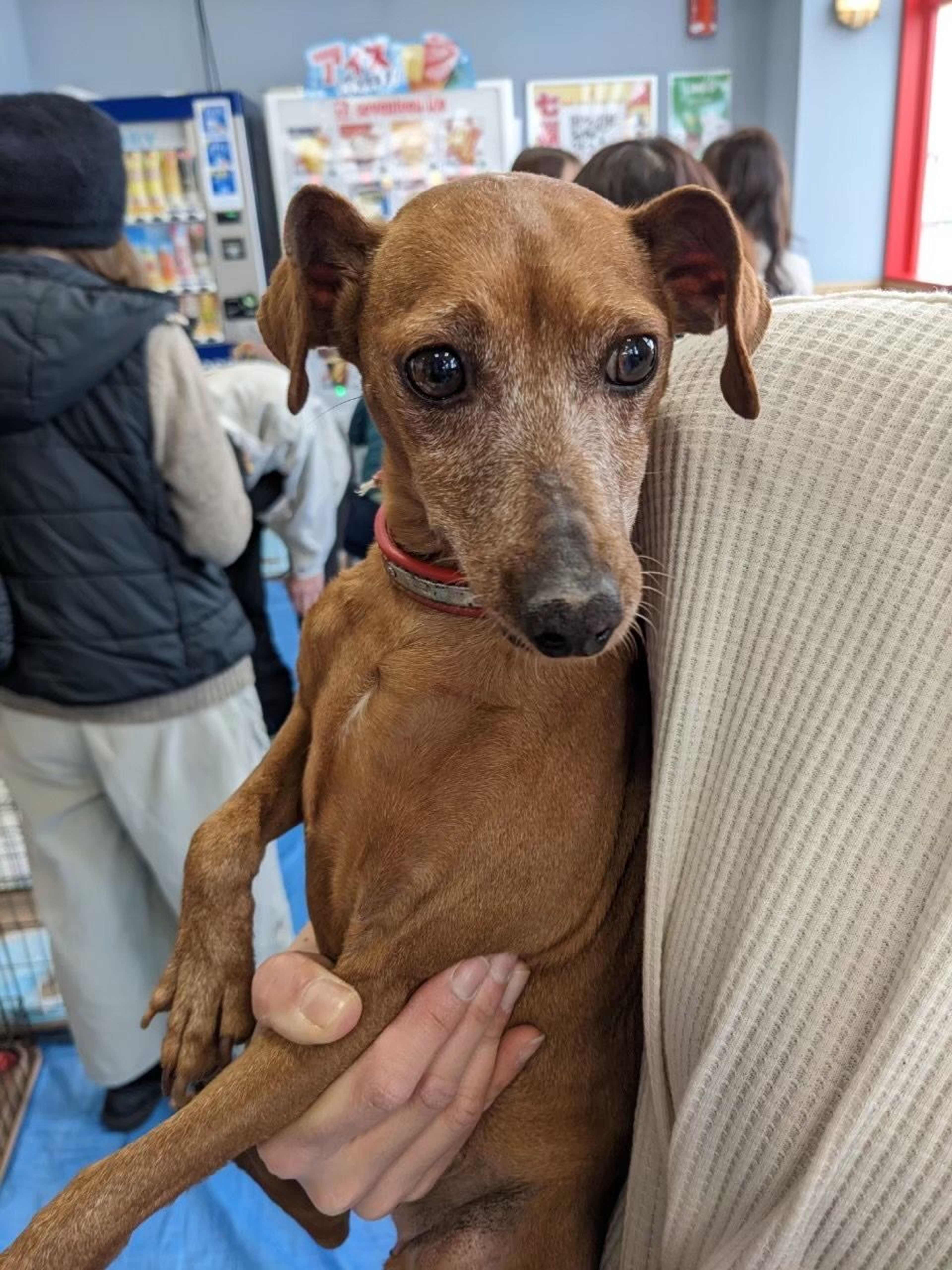 pet-image-3