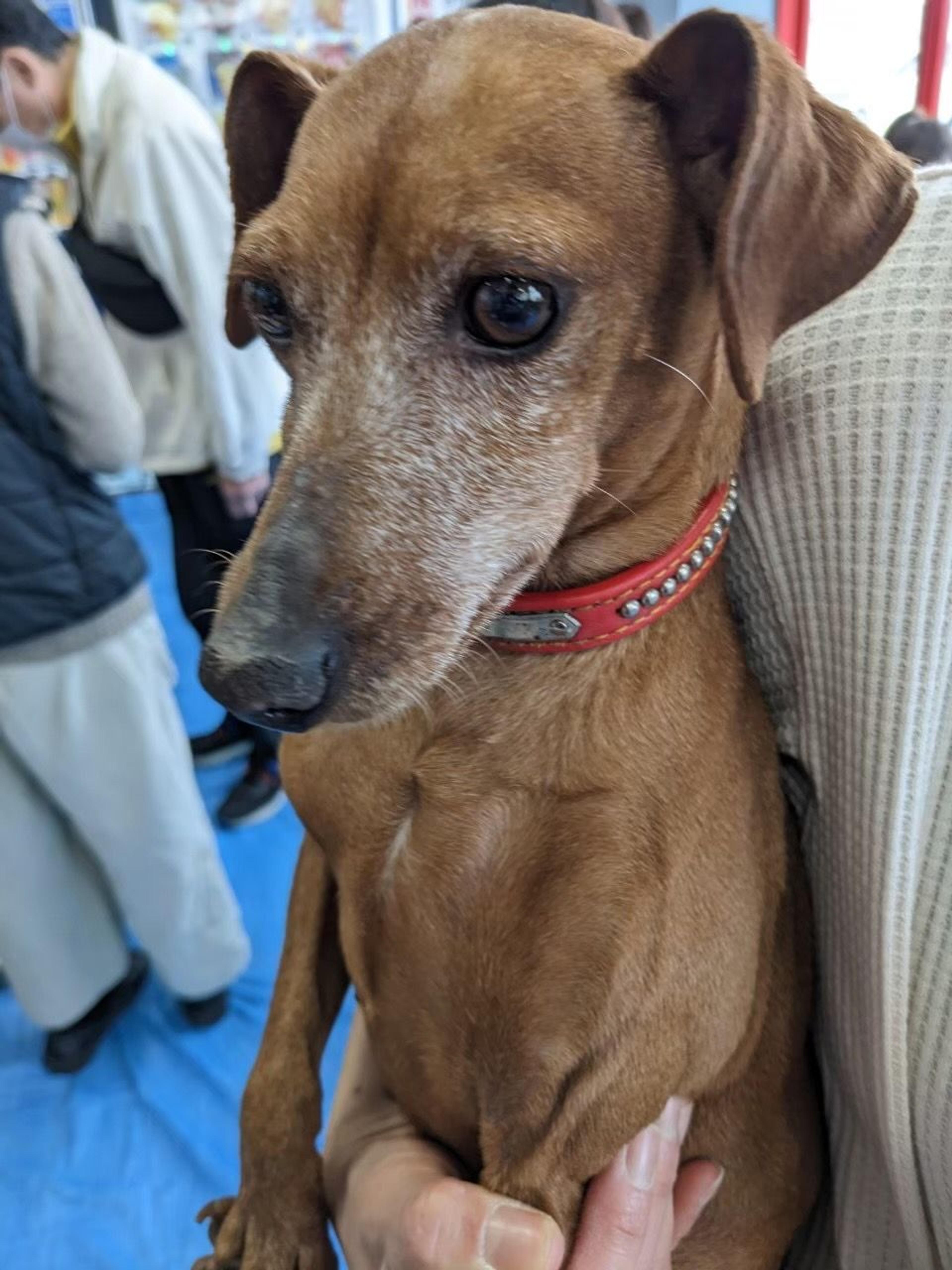 pet-image-4