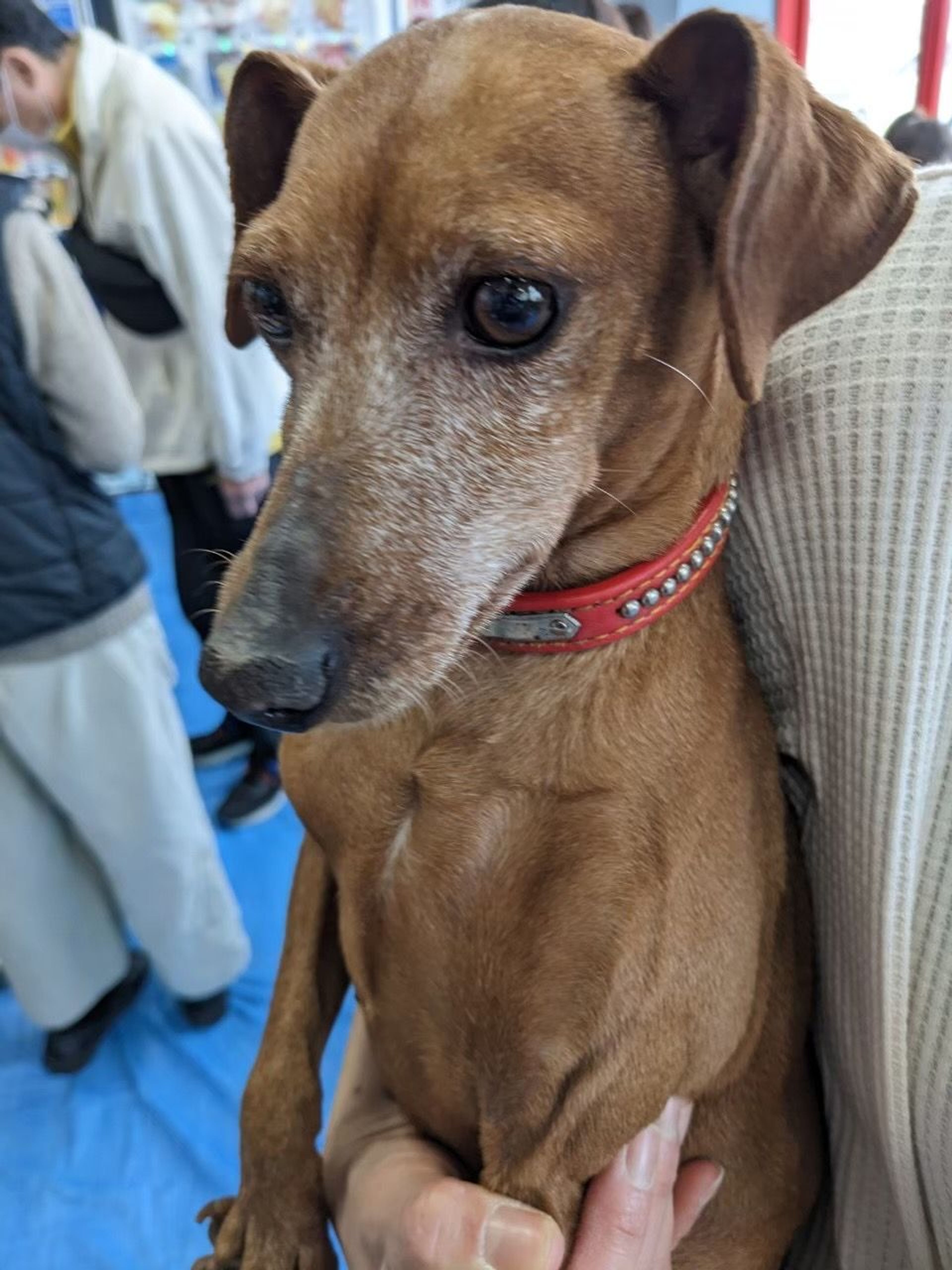 pet-image-4