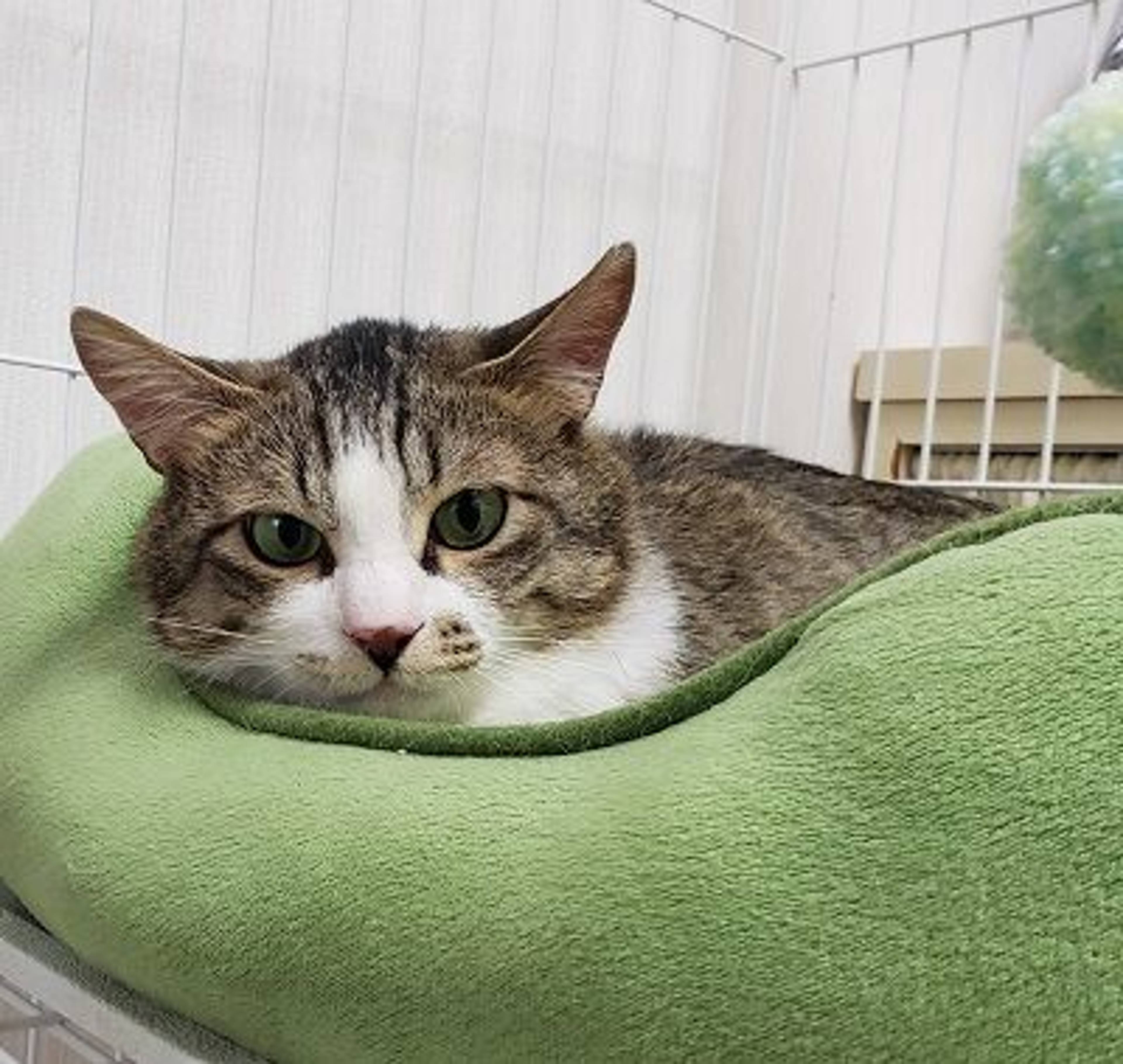 雑種（ミックス猫）・オスの里親募集の写真
