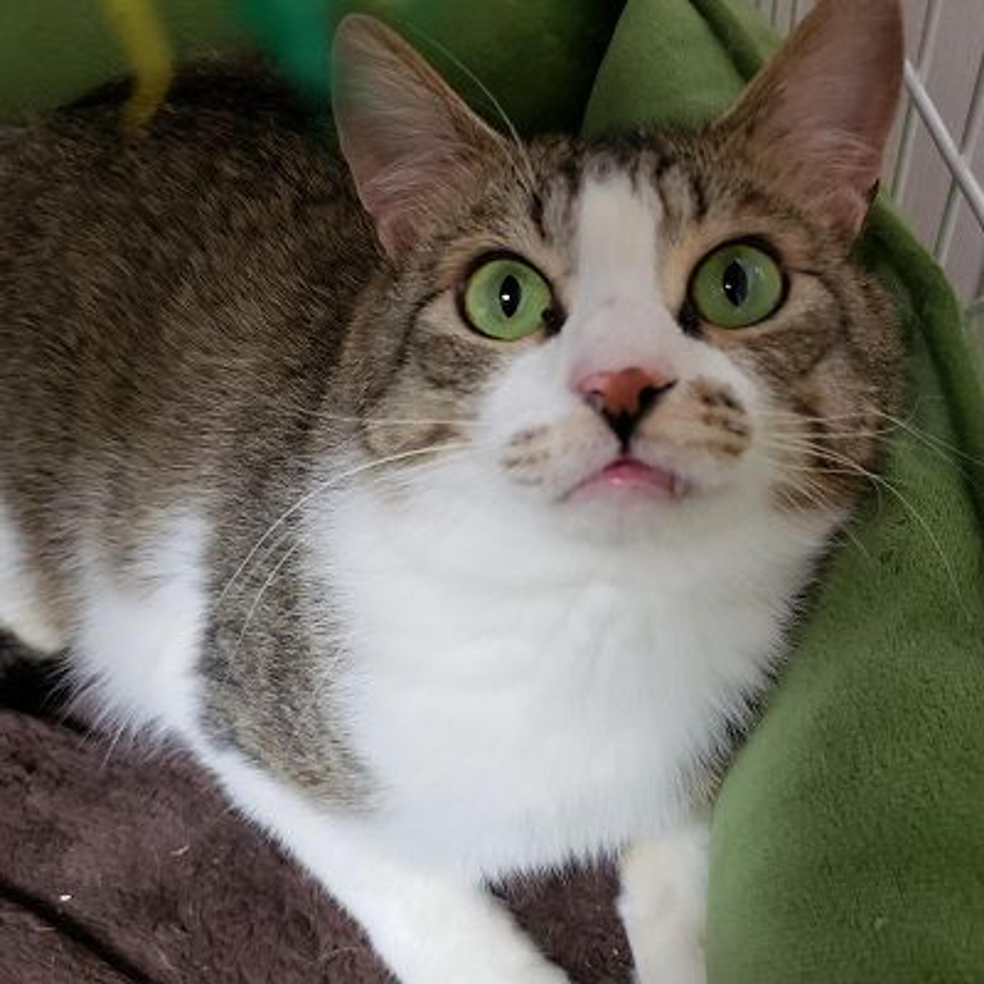 pet-image-2