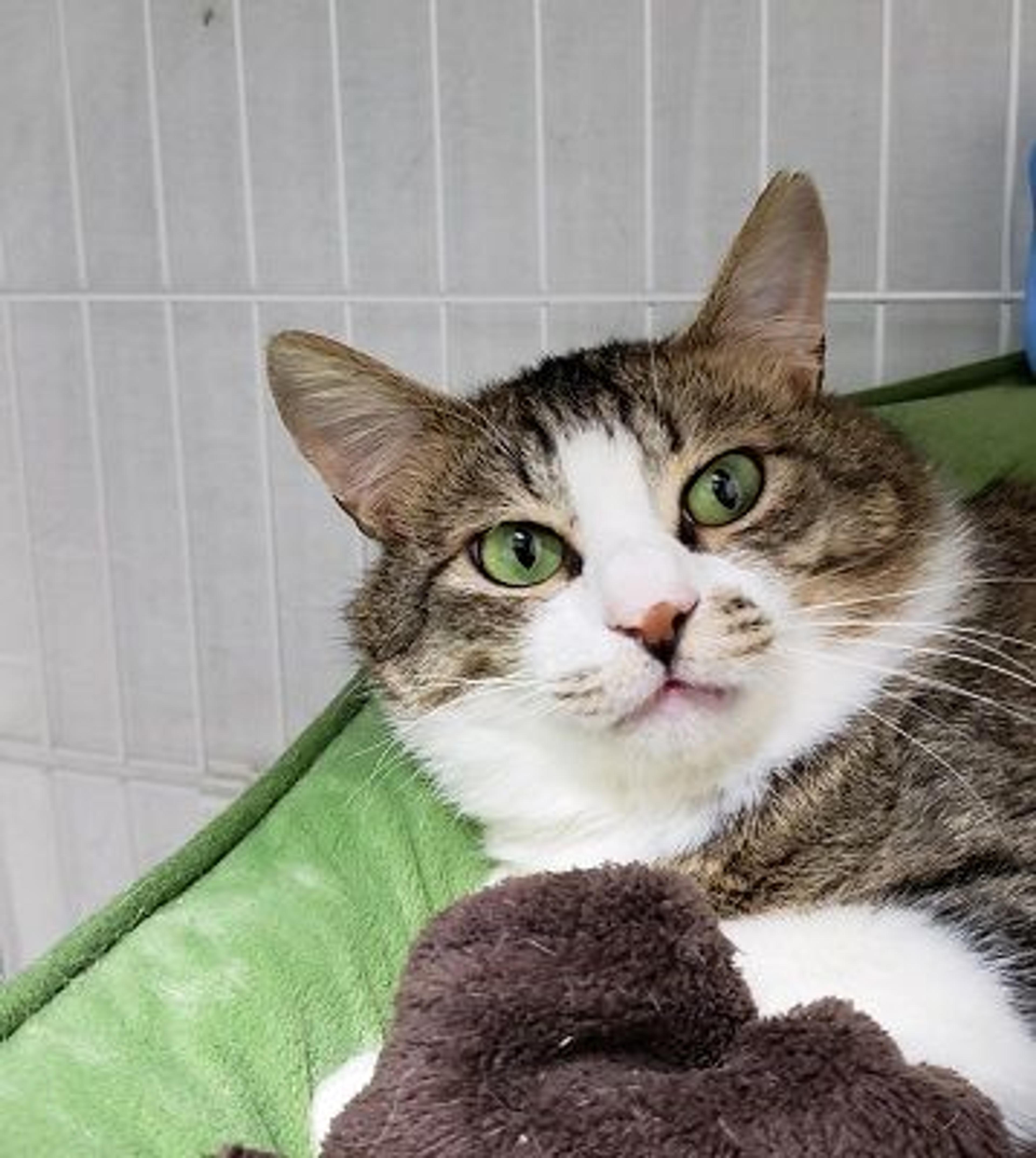 pet-image-3