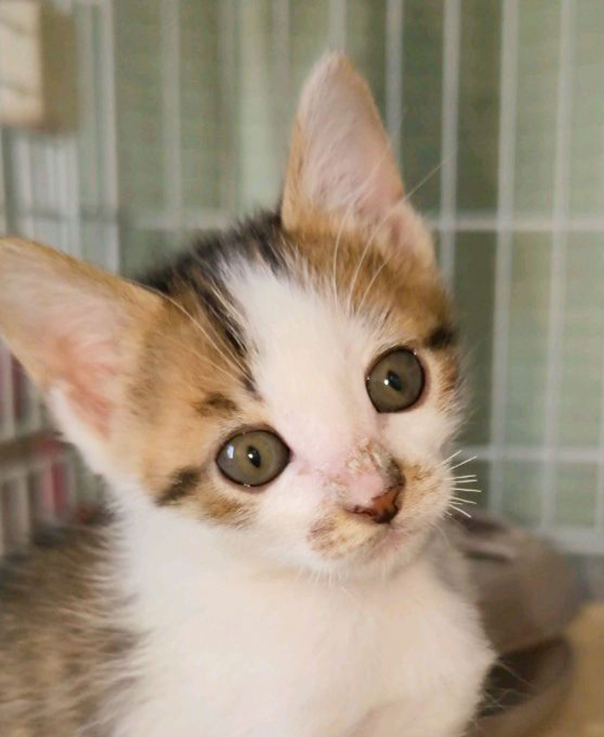 日本猫・メスの里親募集の写真