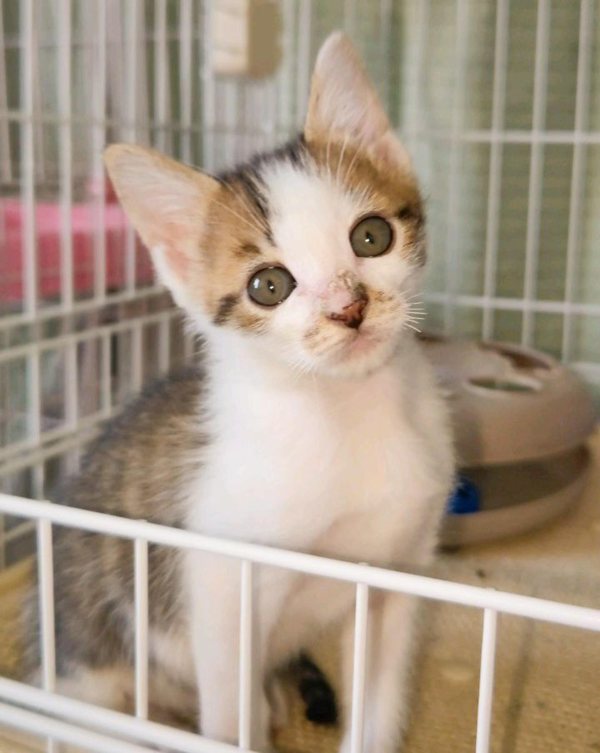 pet-image-3