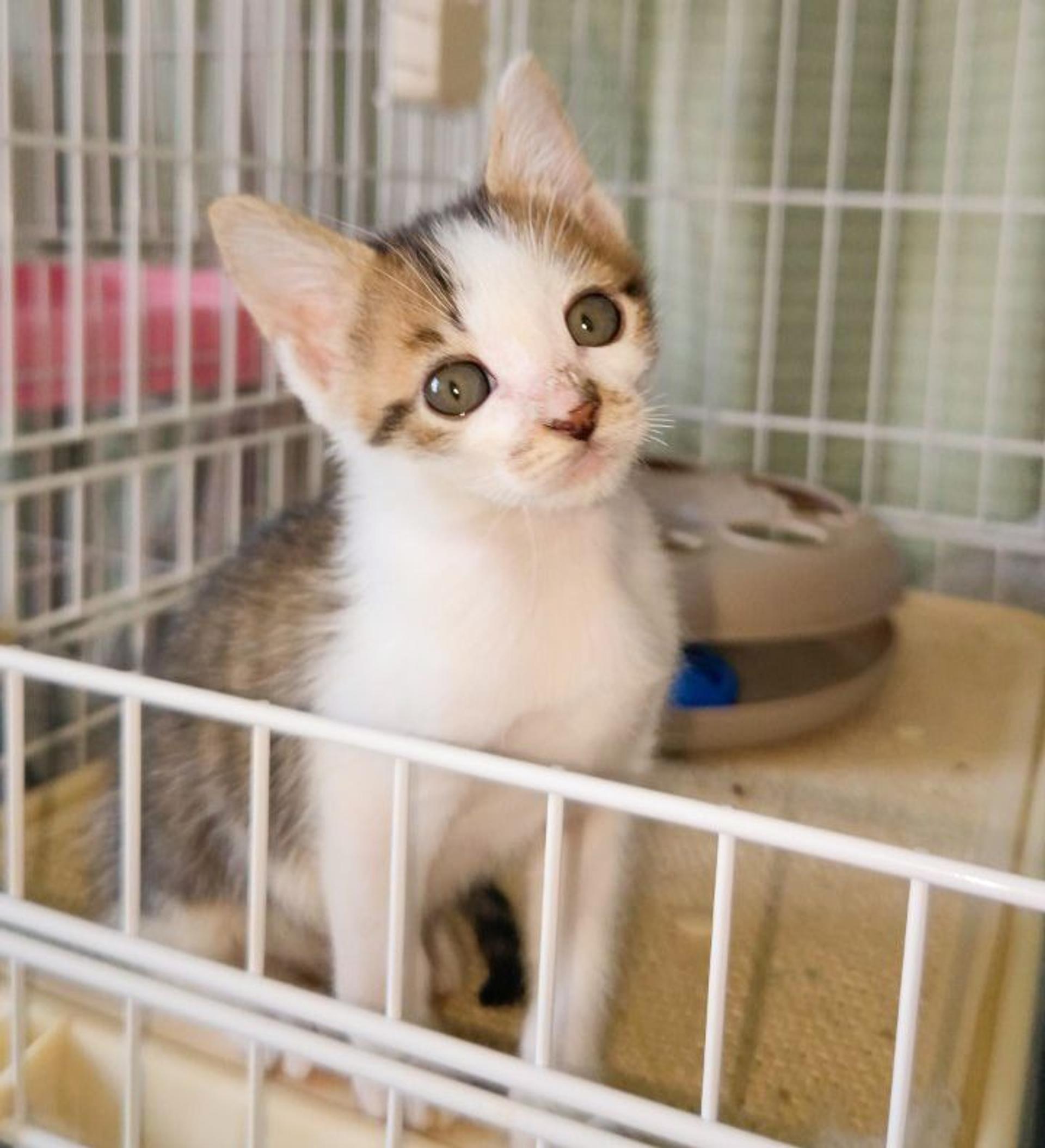 pet-image-4