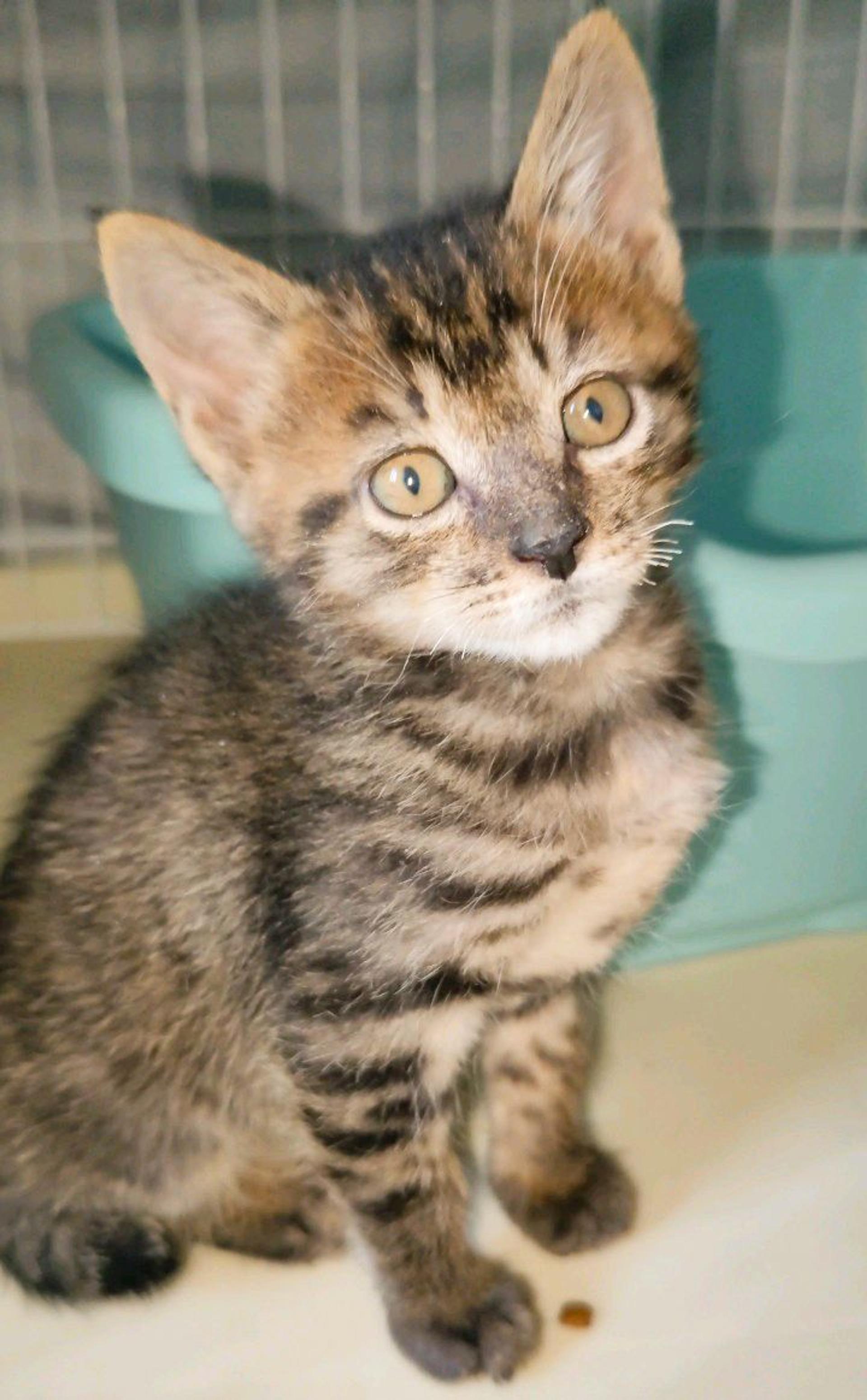 pet-image-2