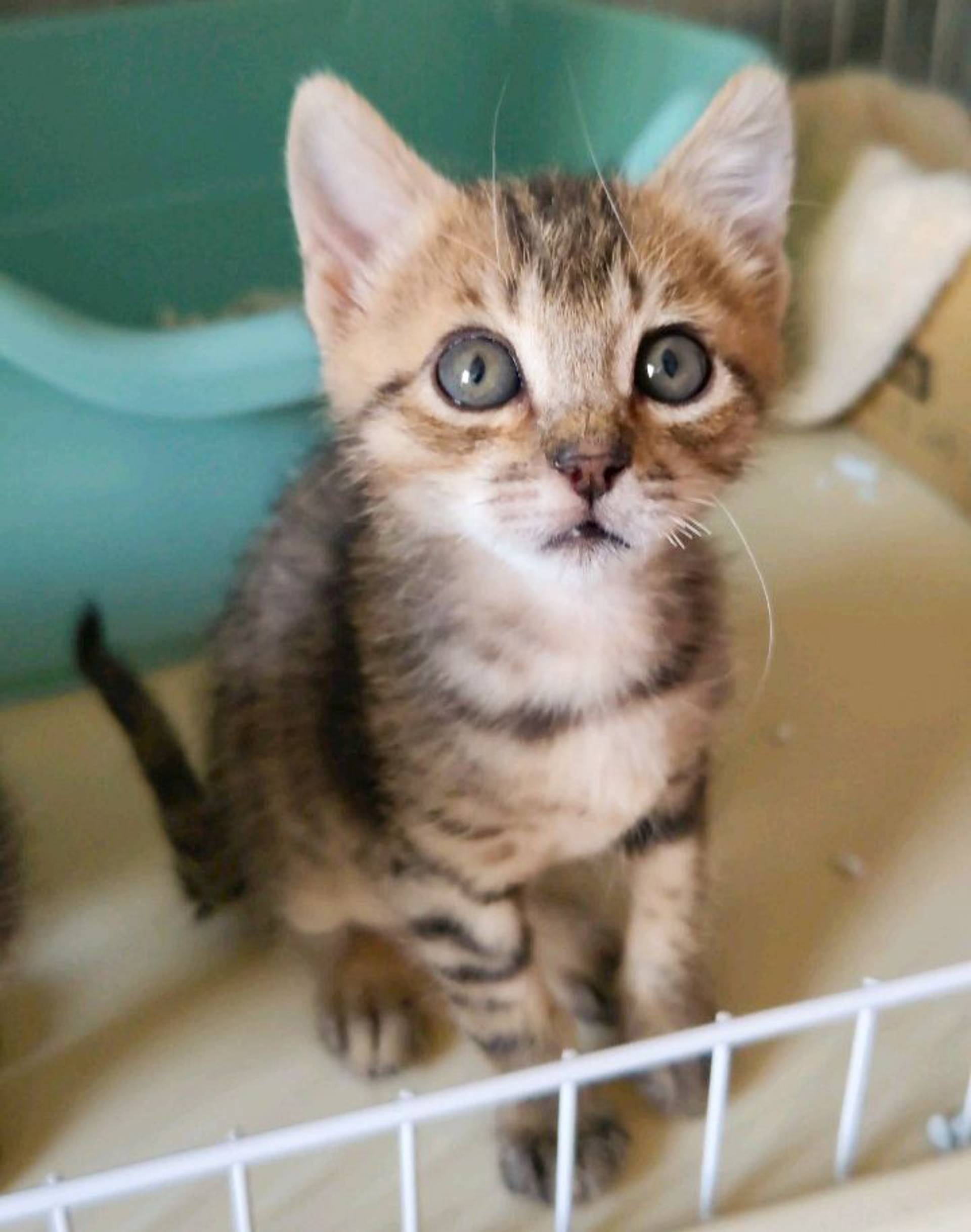 雑種（ミックス猫）・オスの里親募集の写真