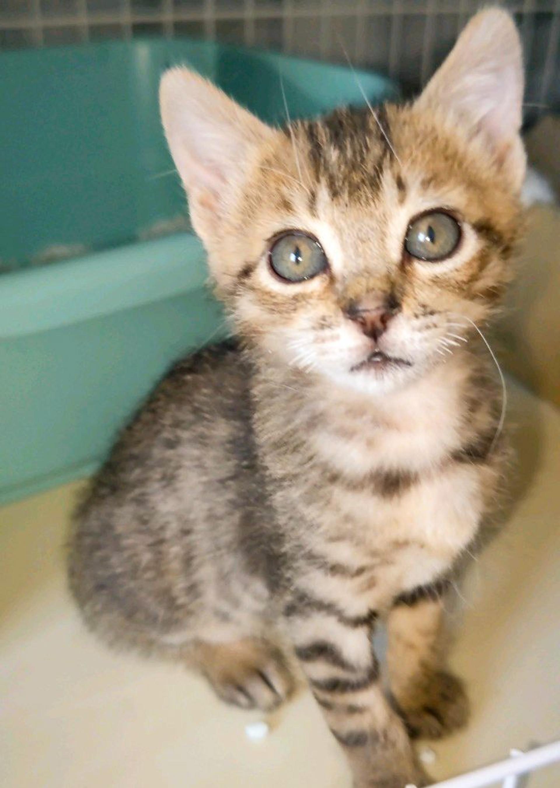 pet-image-2