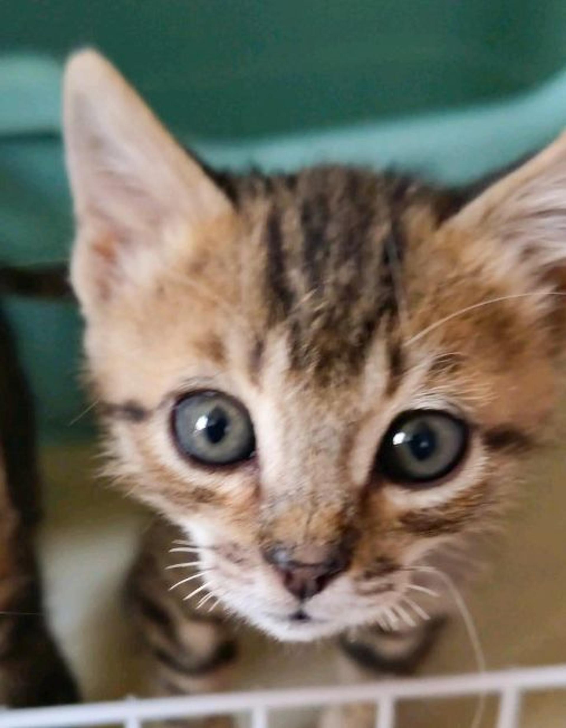 pet-image-3