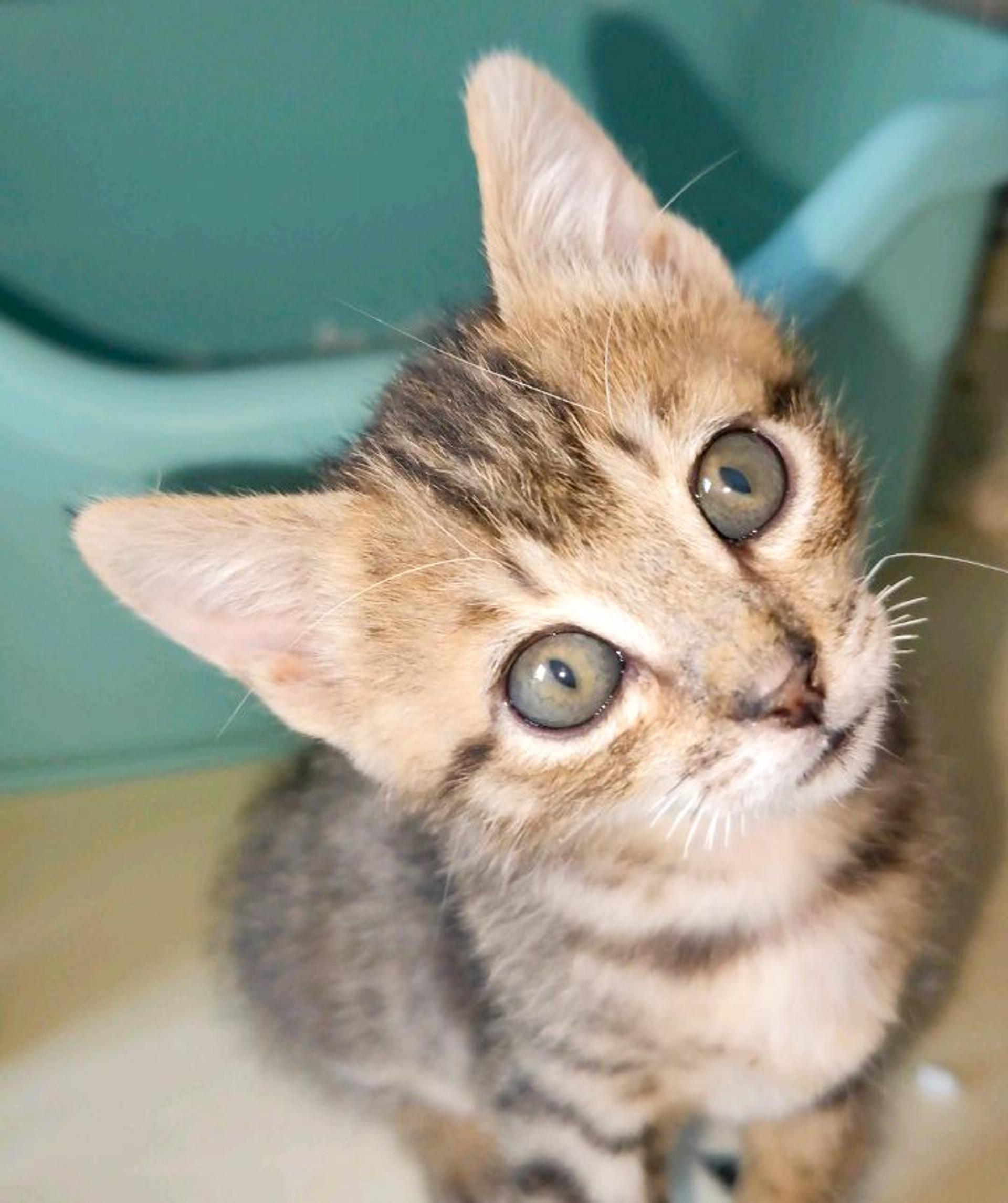 pet-image-4