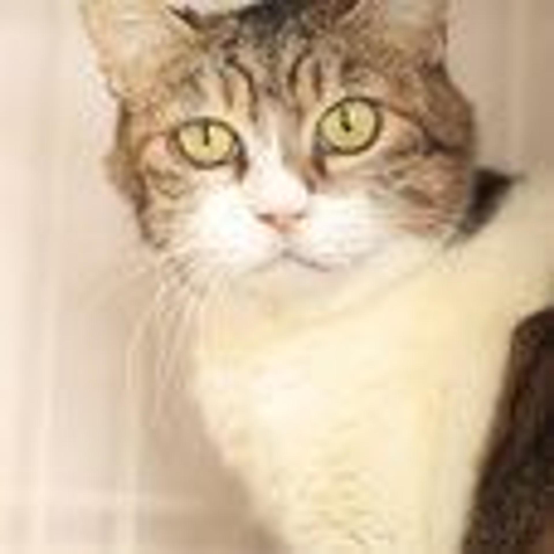 pet-image-2