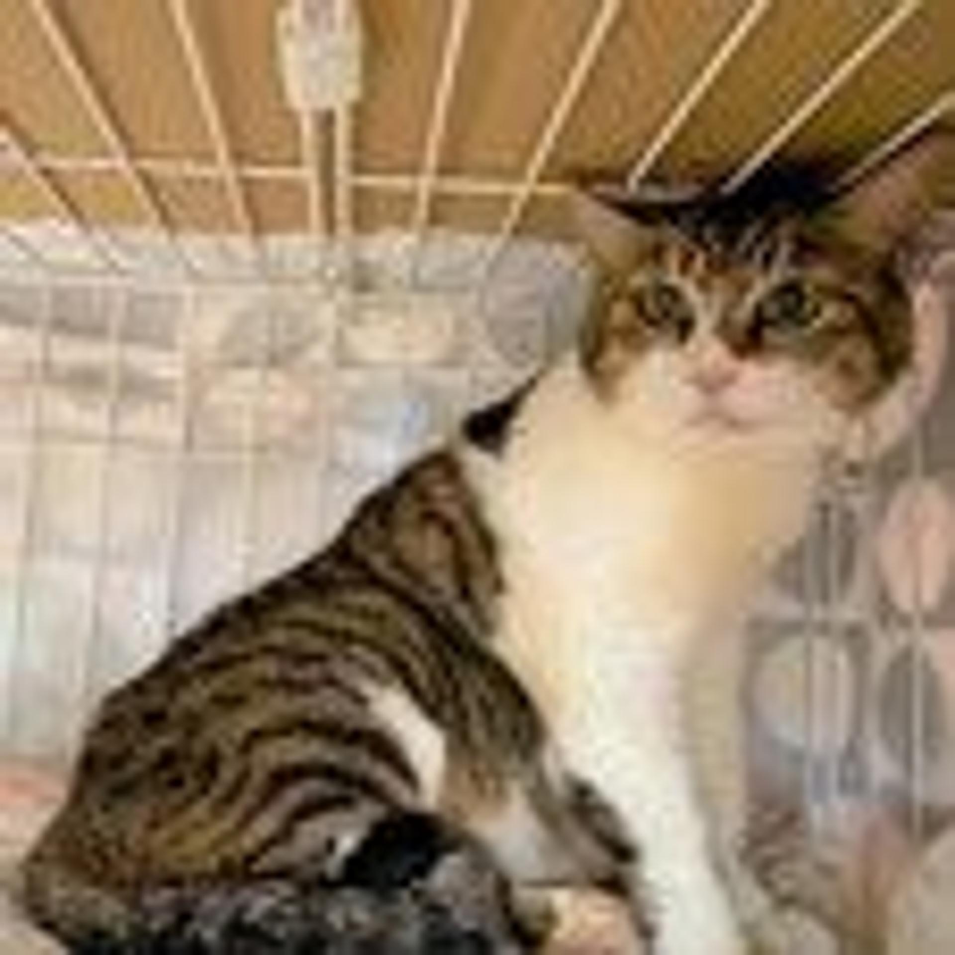 pet-image-4