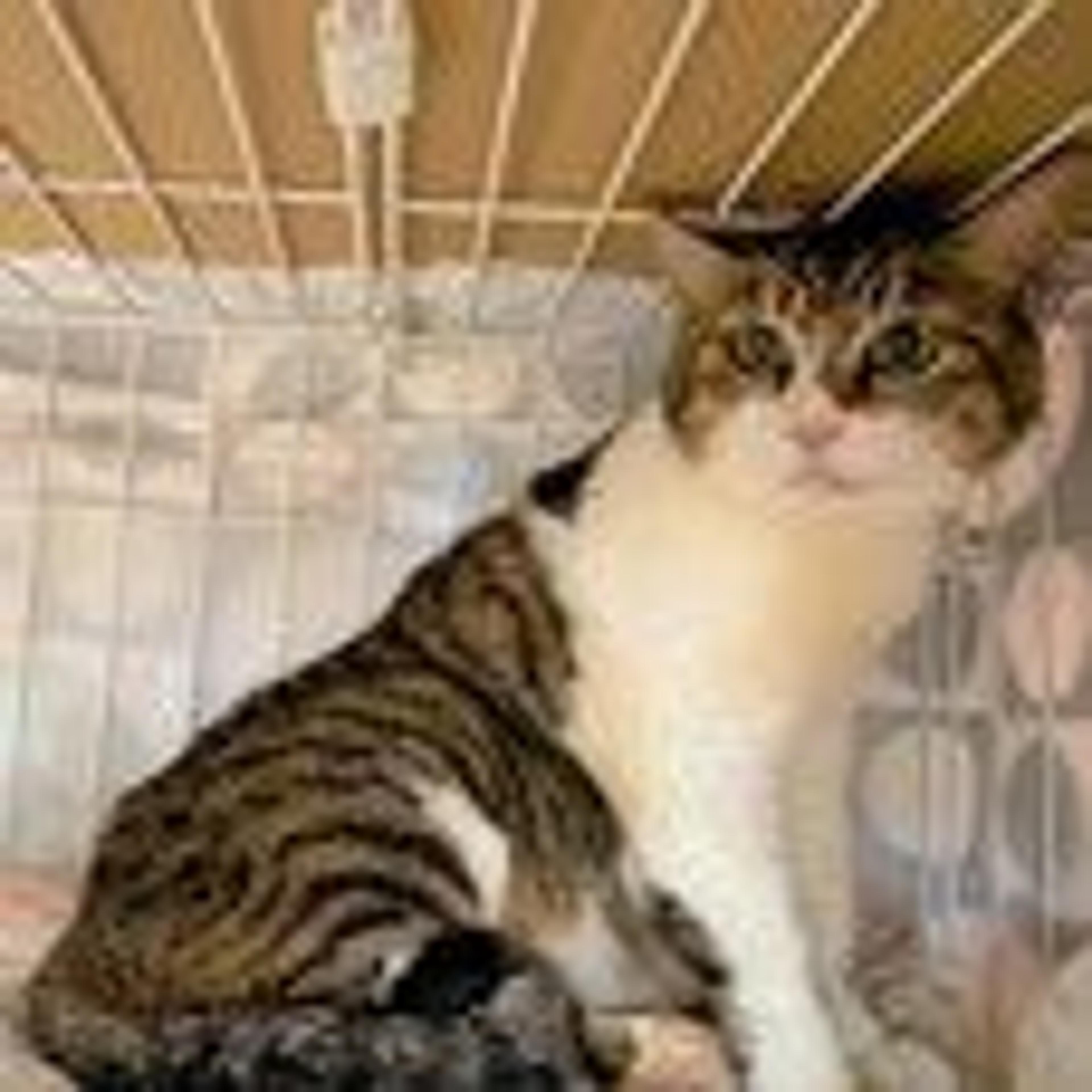 pet-image-4