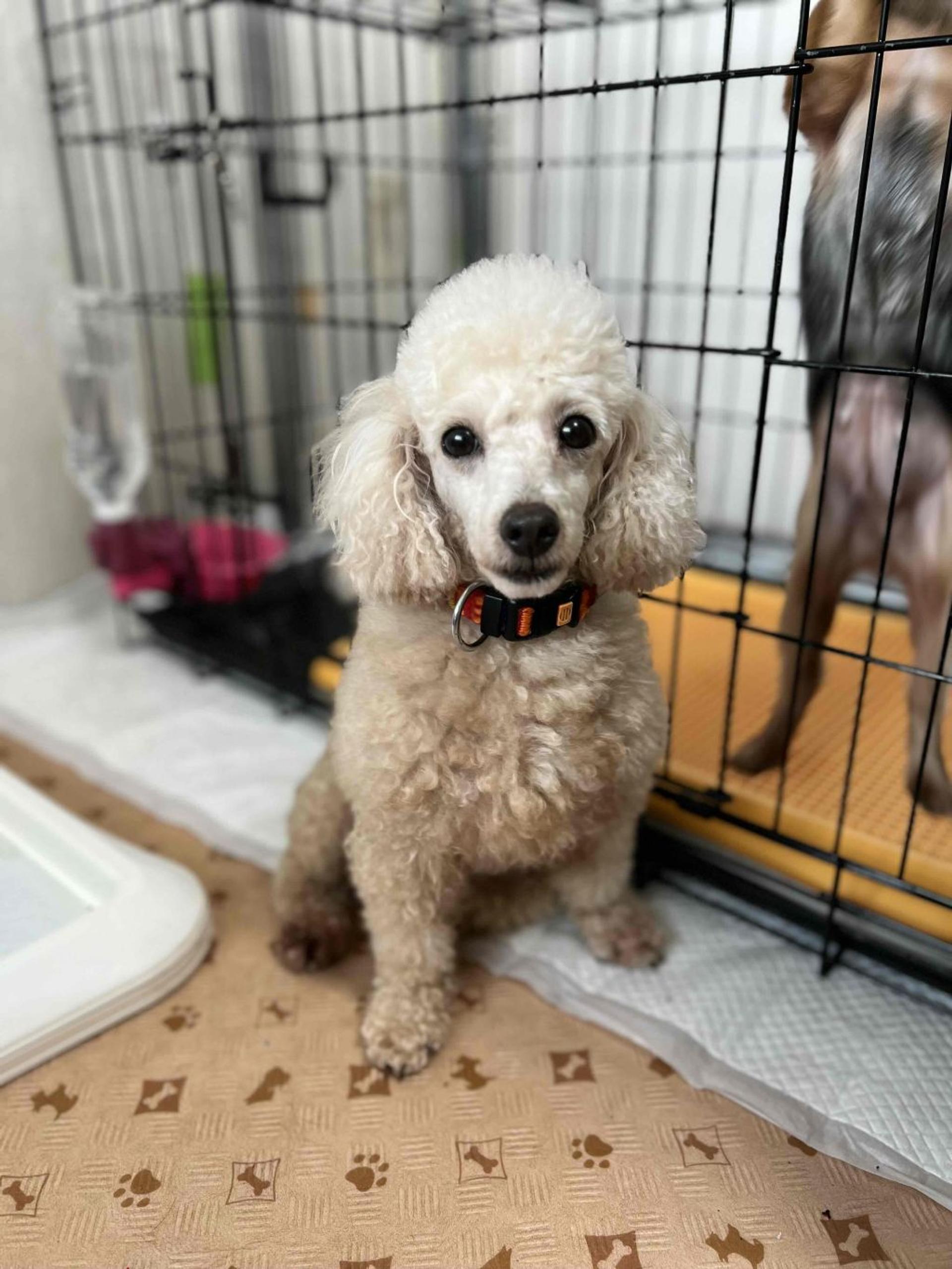pet-image-2