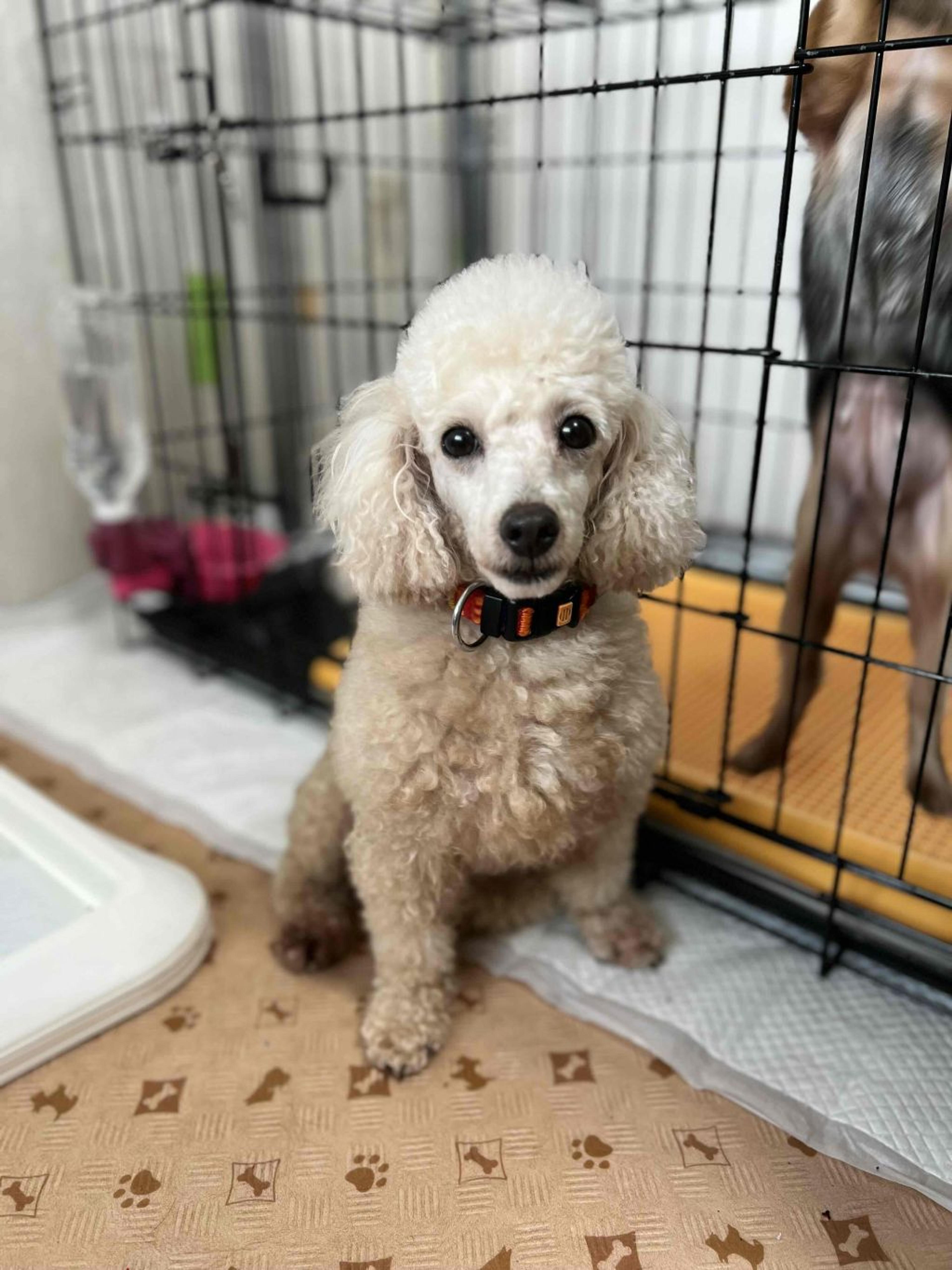 pet-image-2