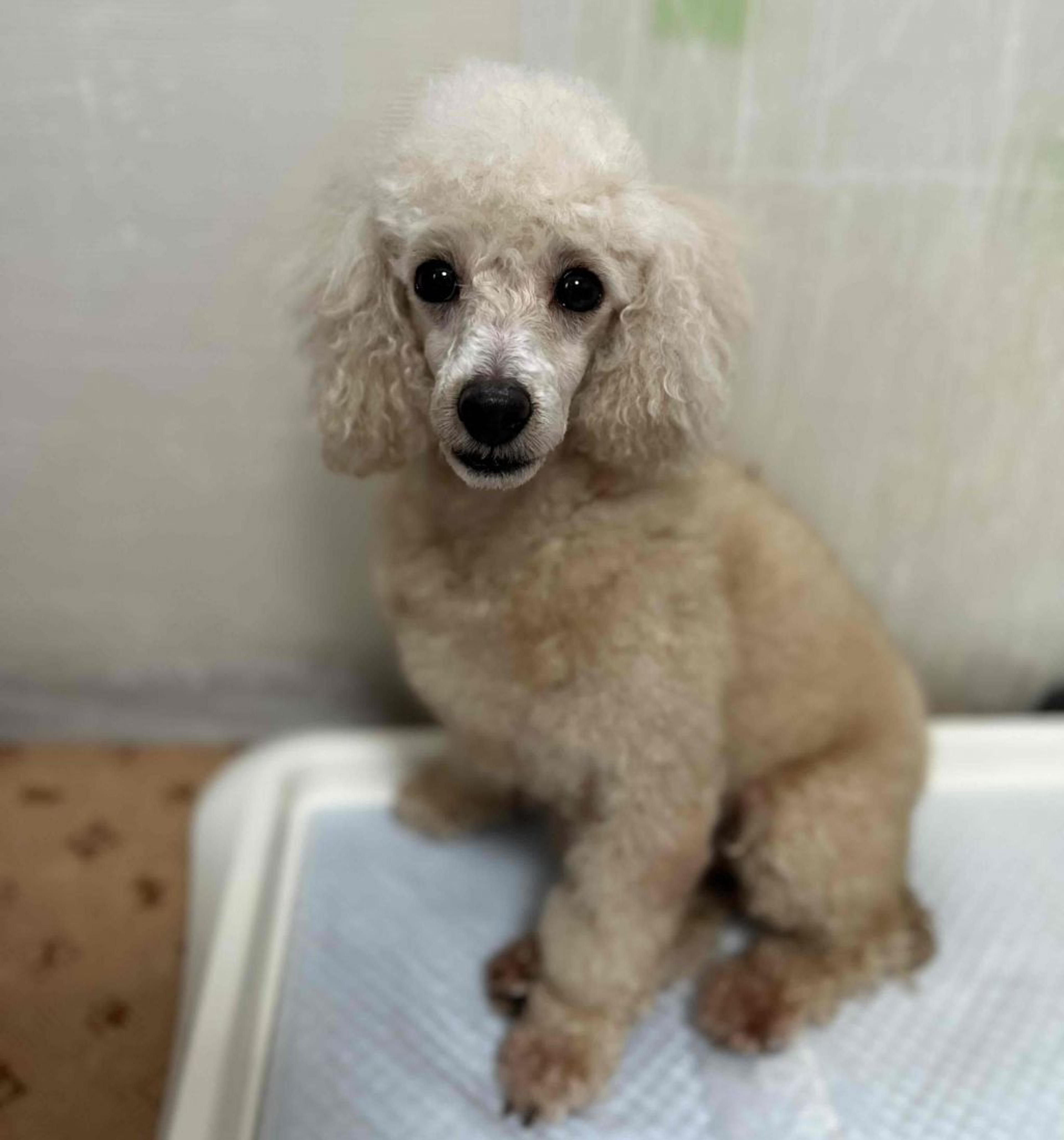 pet-image-3