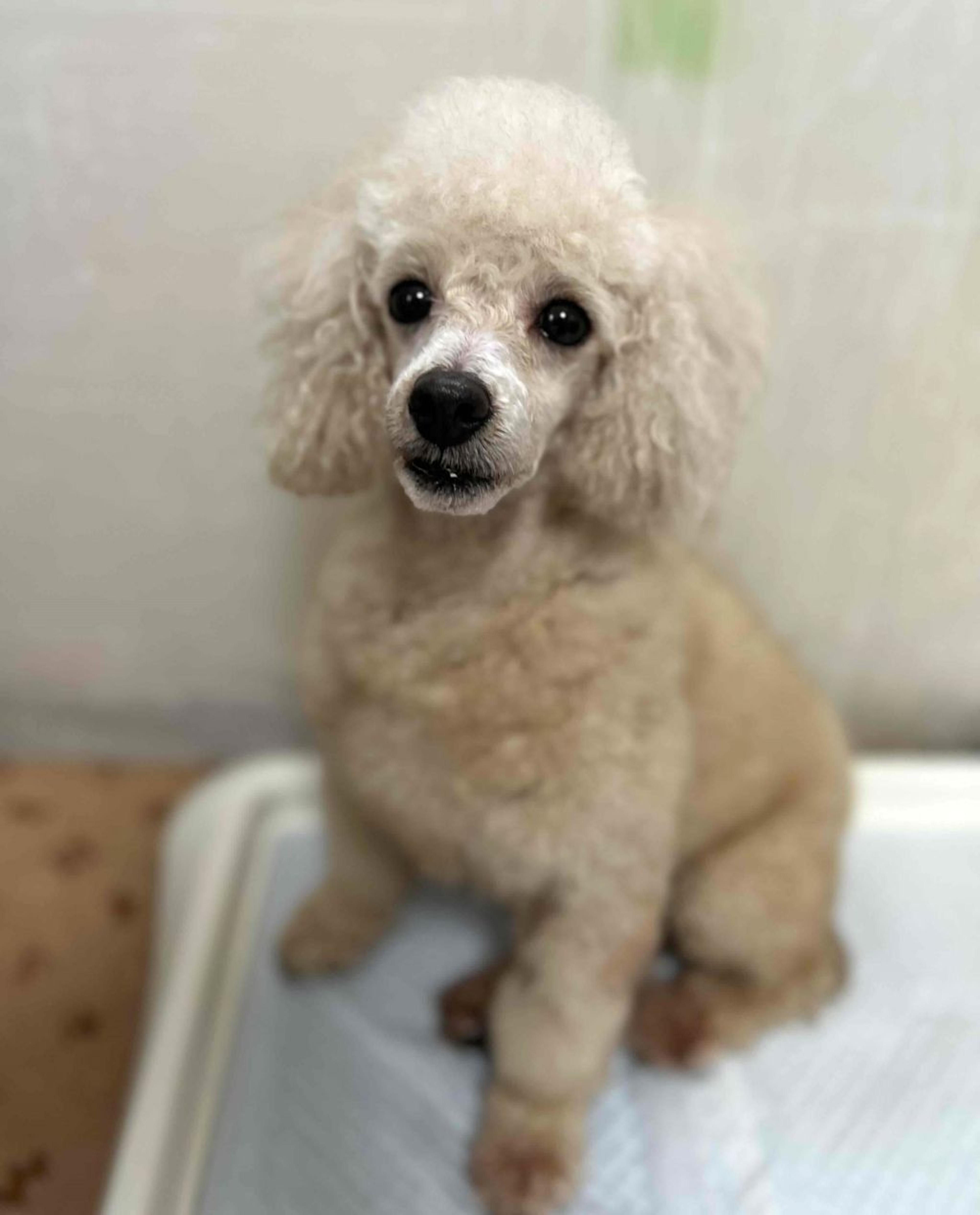 pet-image-4