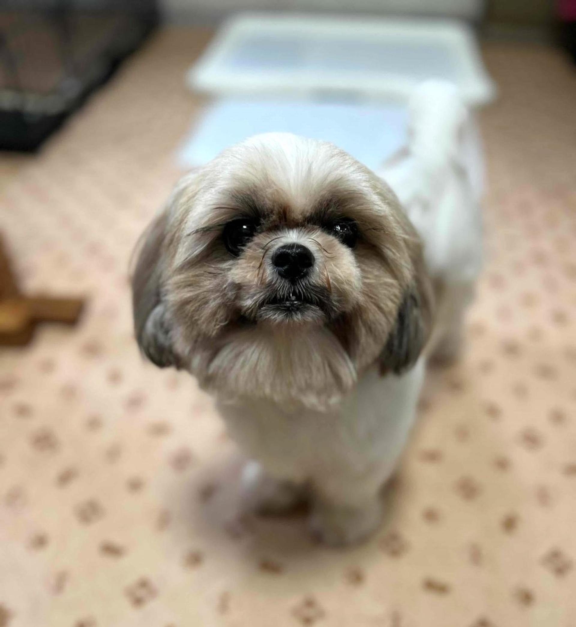 pet-image-2