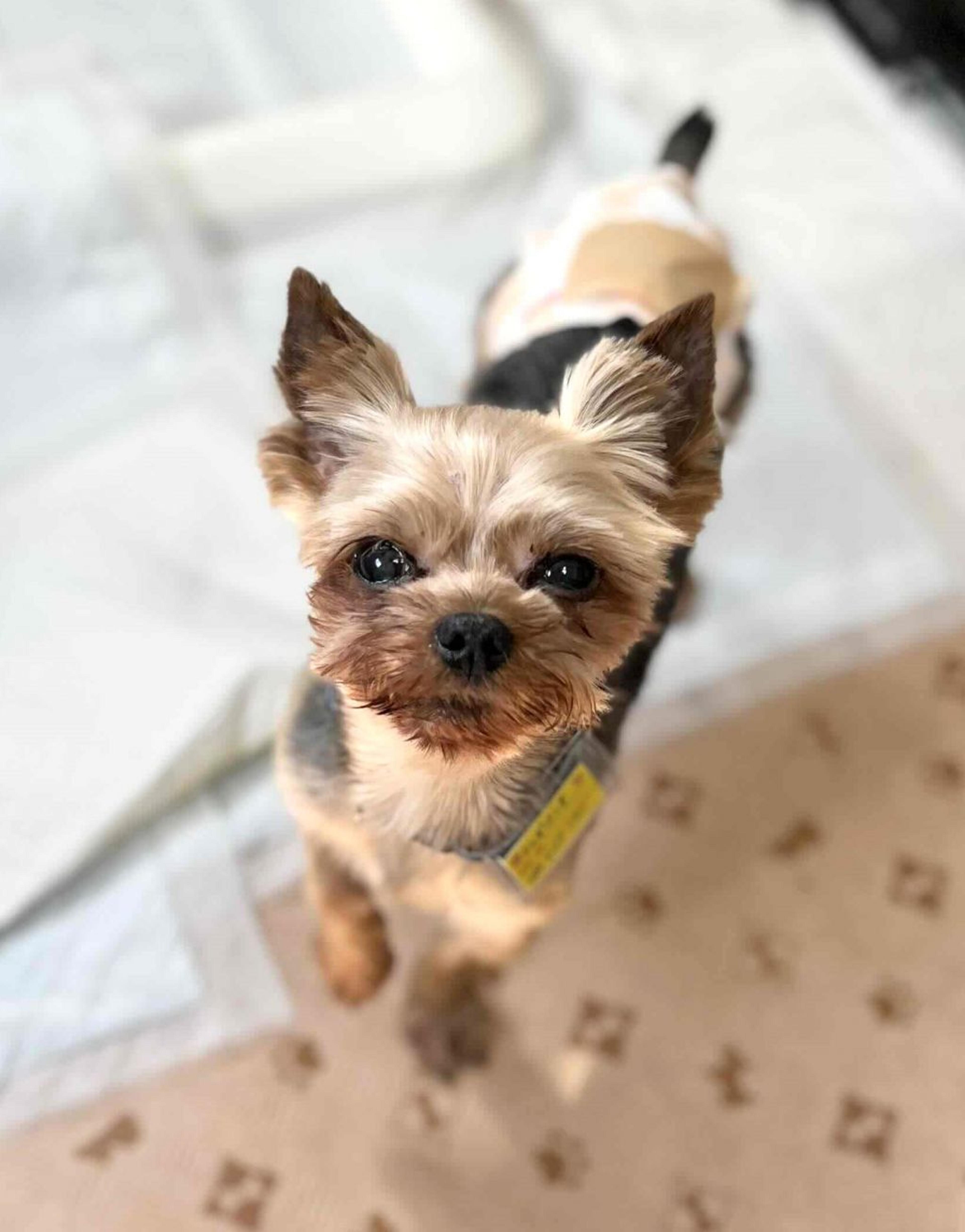 pet-image-2