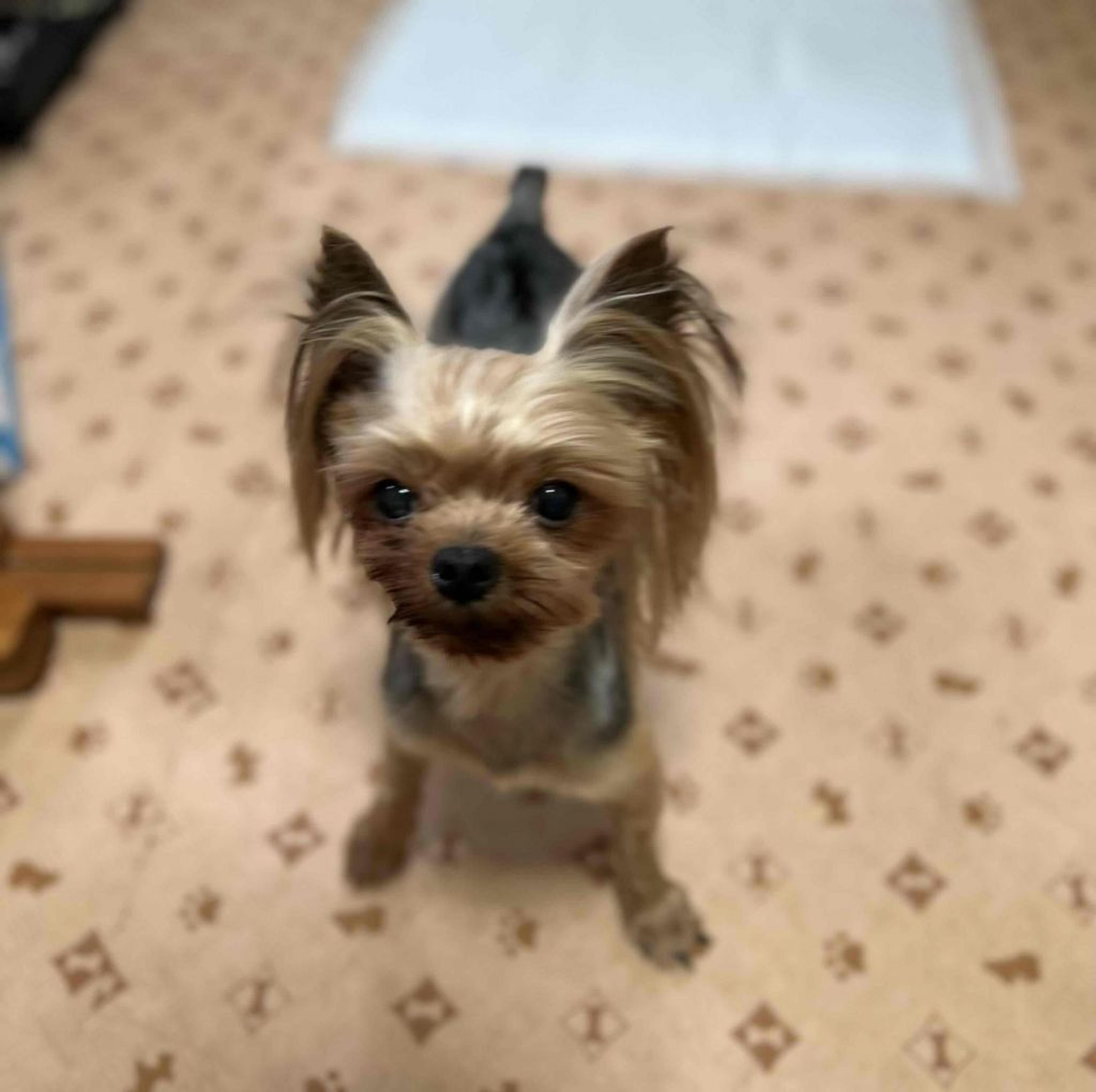 pet-image-3