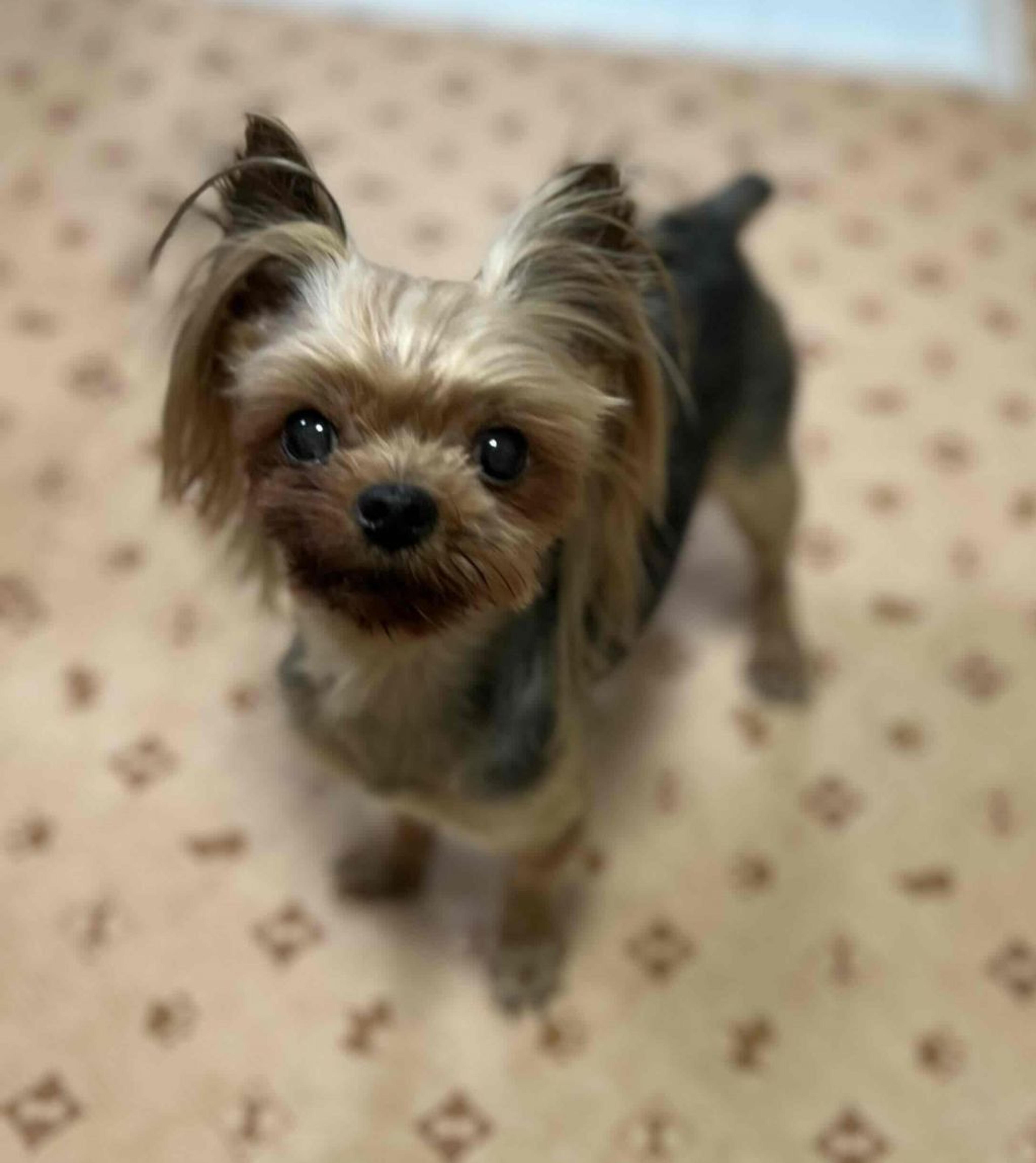pet-image-4