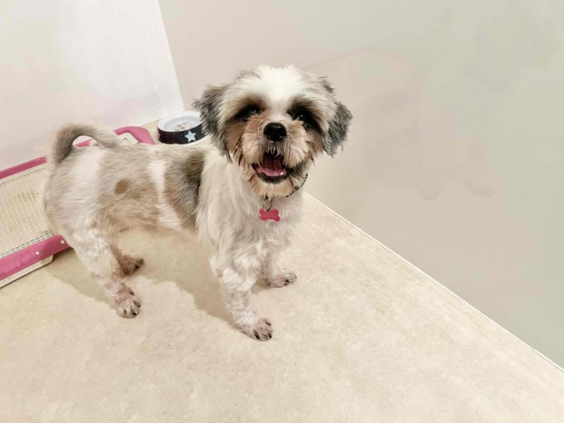 pet-image-5