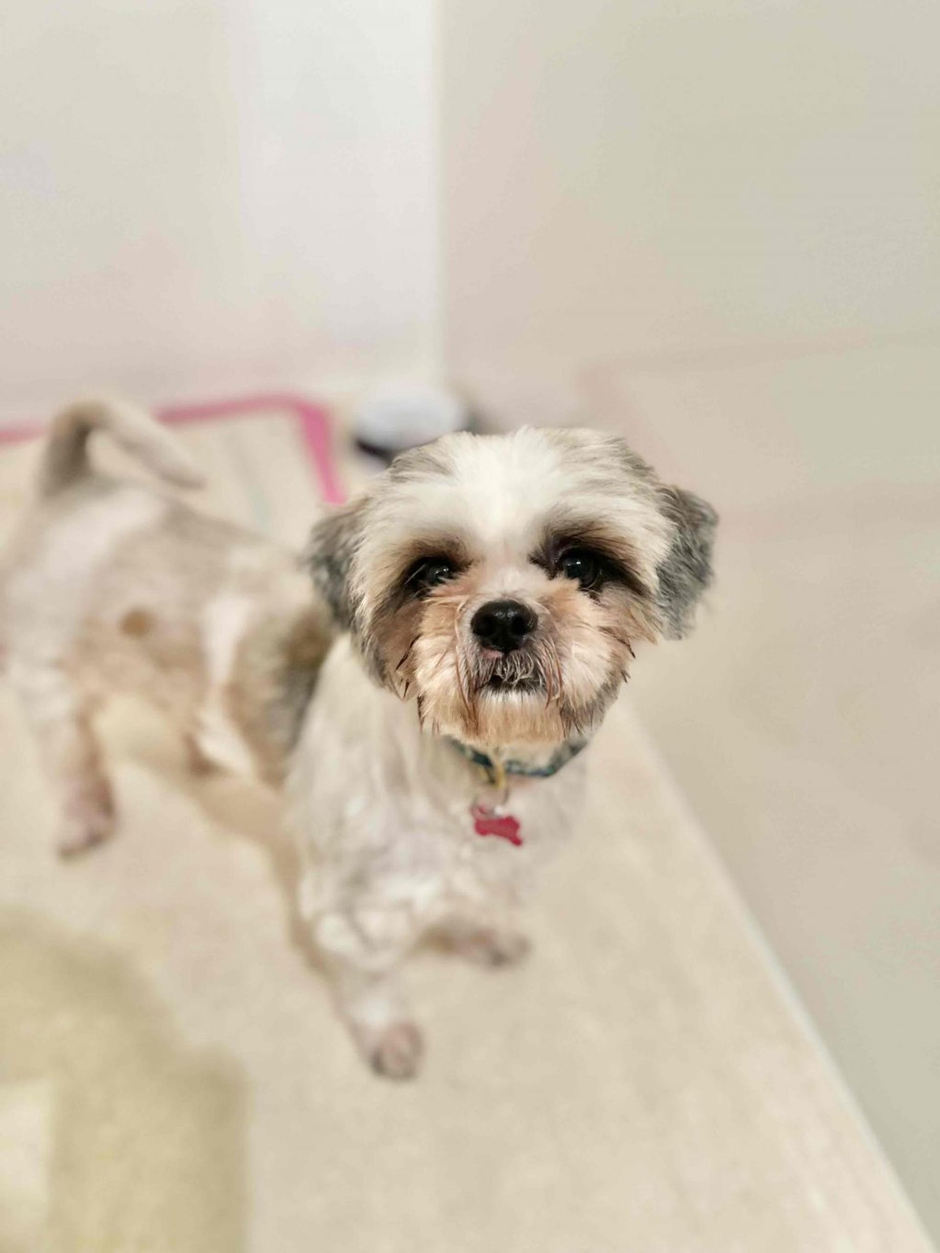 pet-image-6