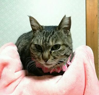 名無しちゃんの写真