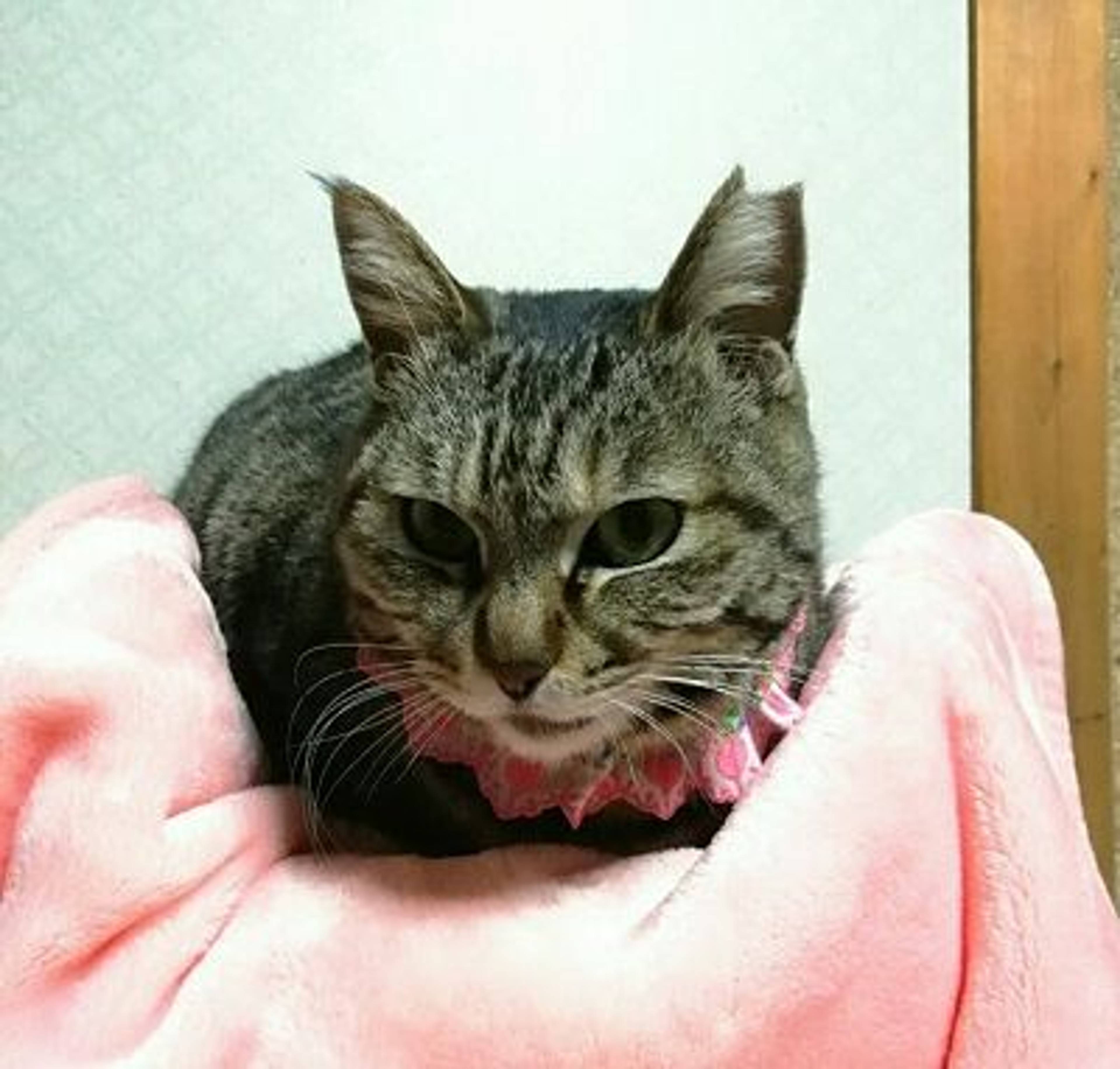 雑種（ミックス猫）・メスの里親募集の写真