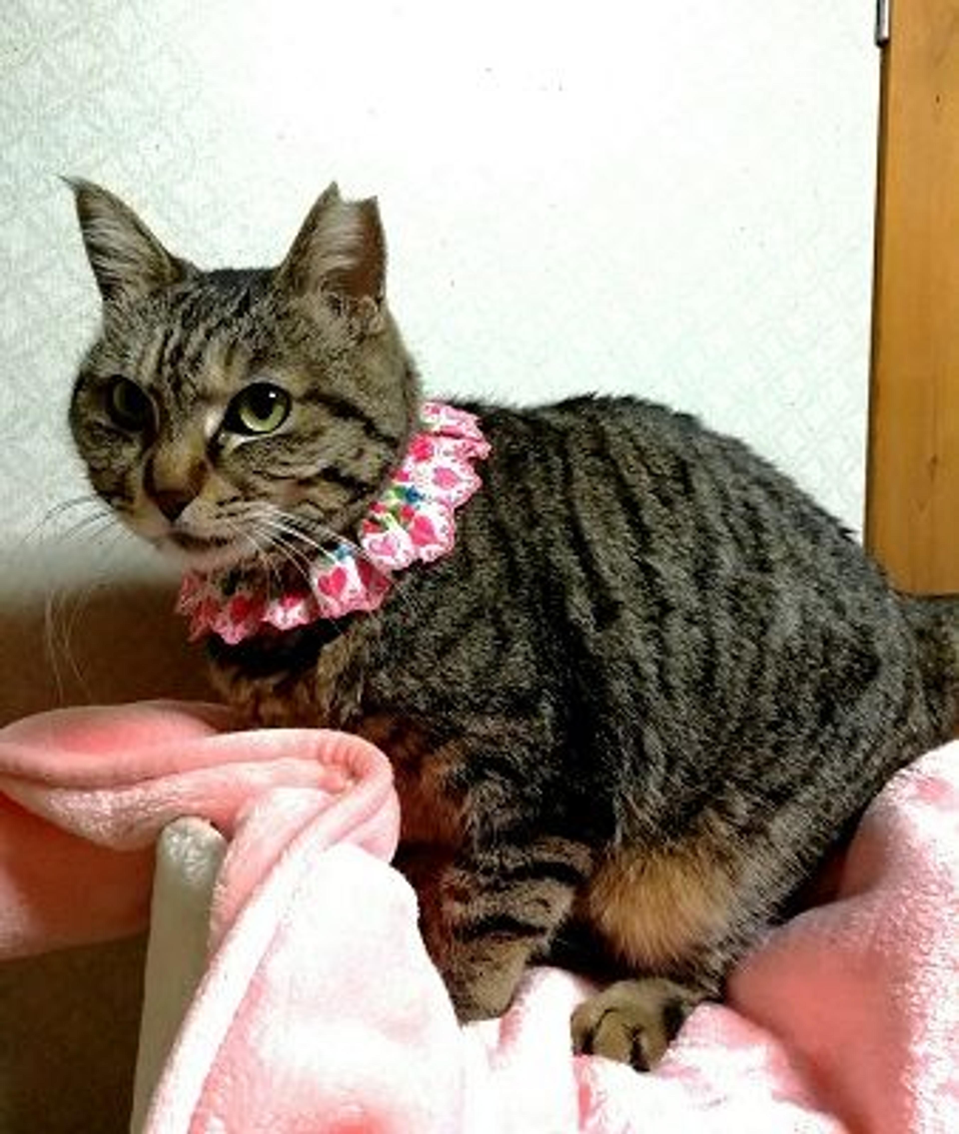 pet-image-2