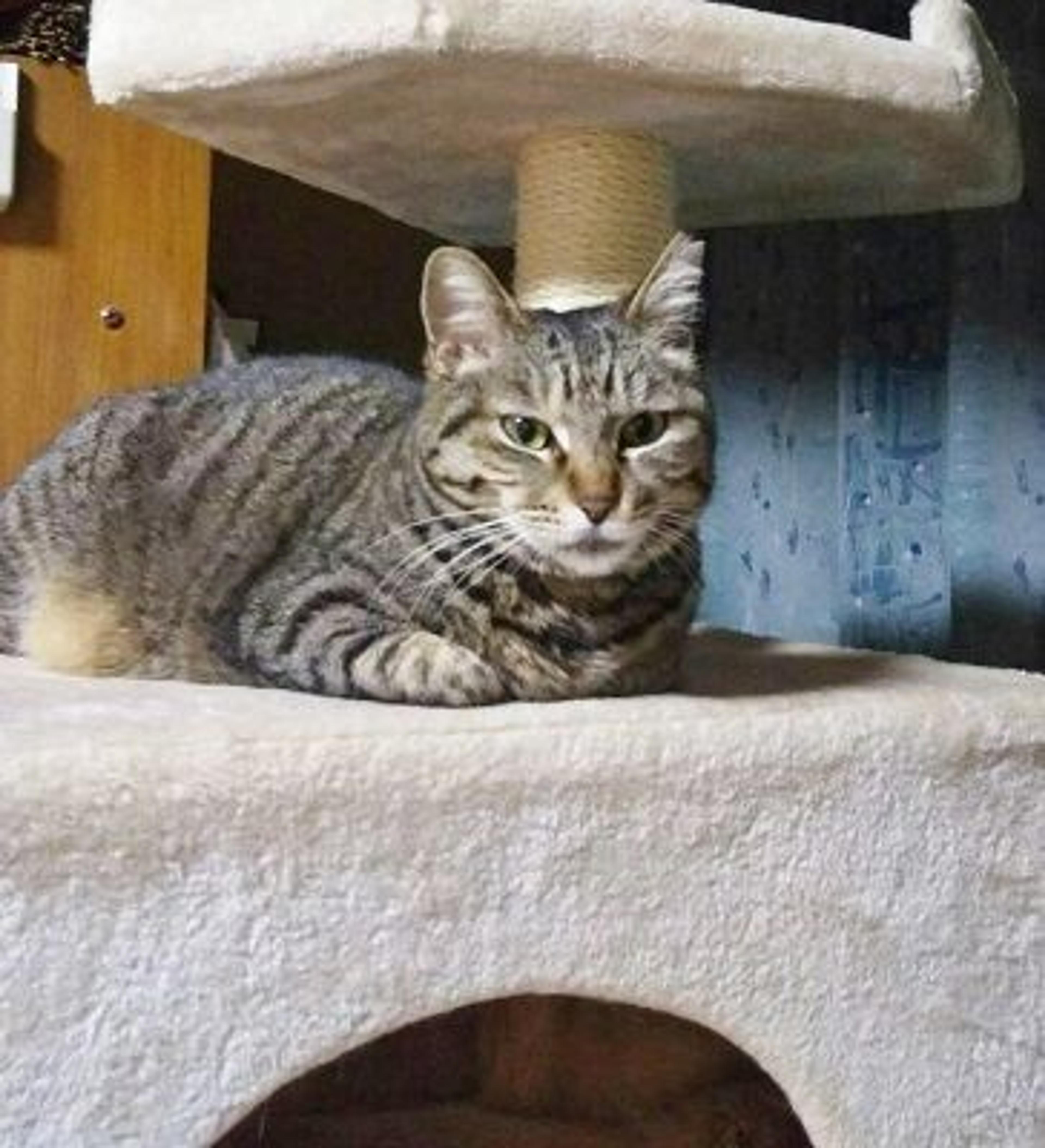 pet-image-3