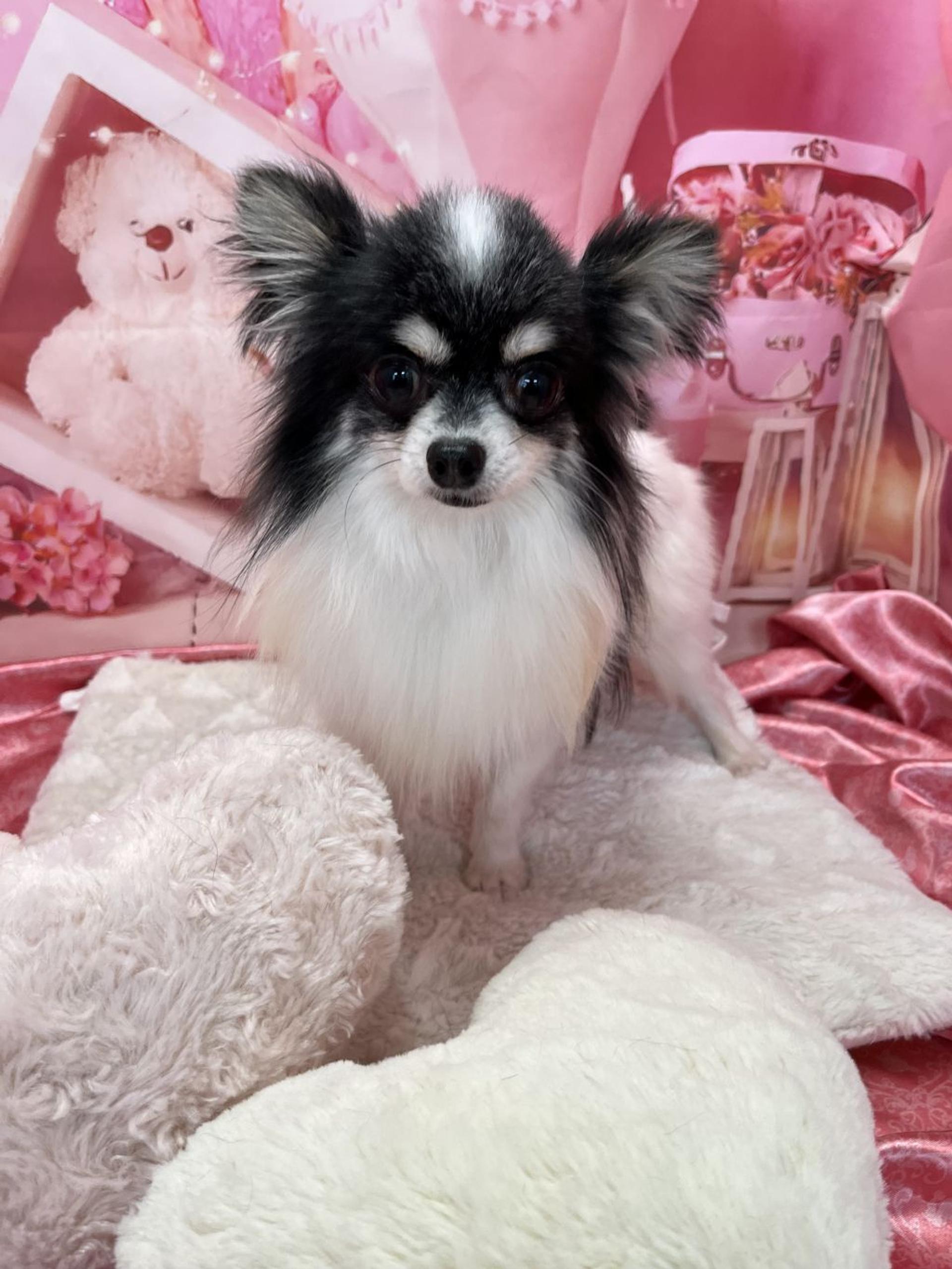 pet-image-5
