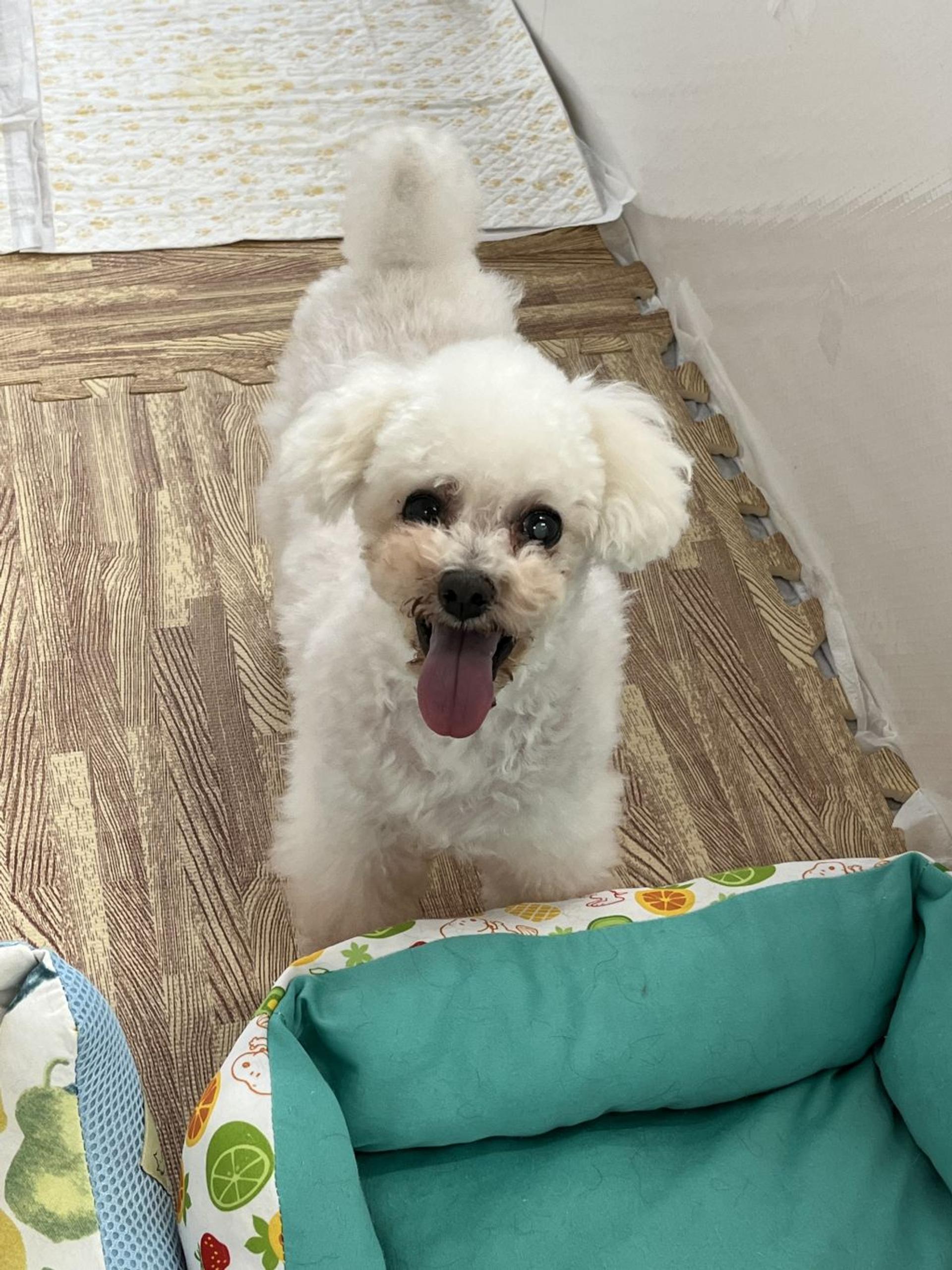 pet-image-3