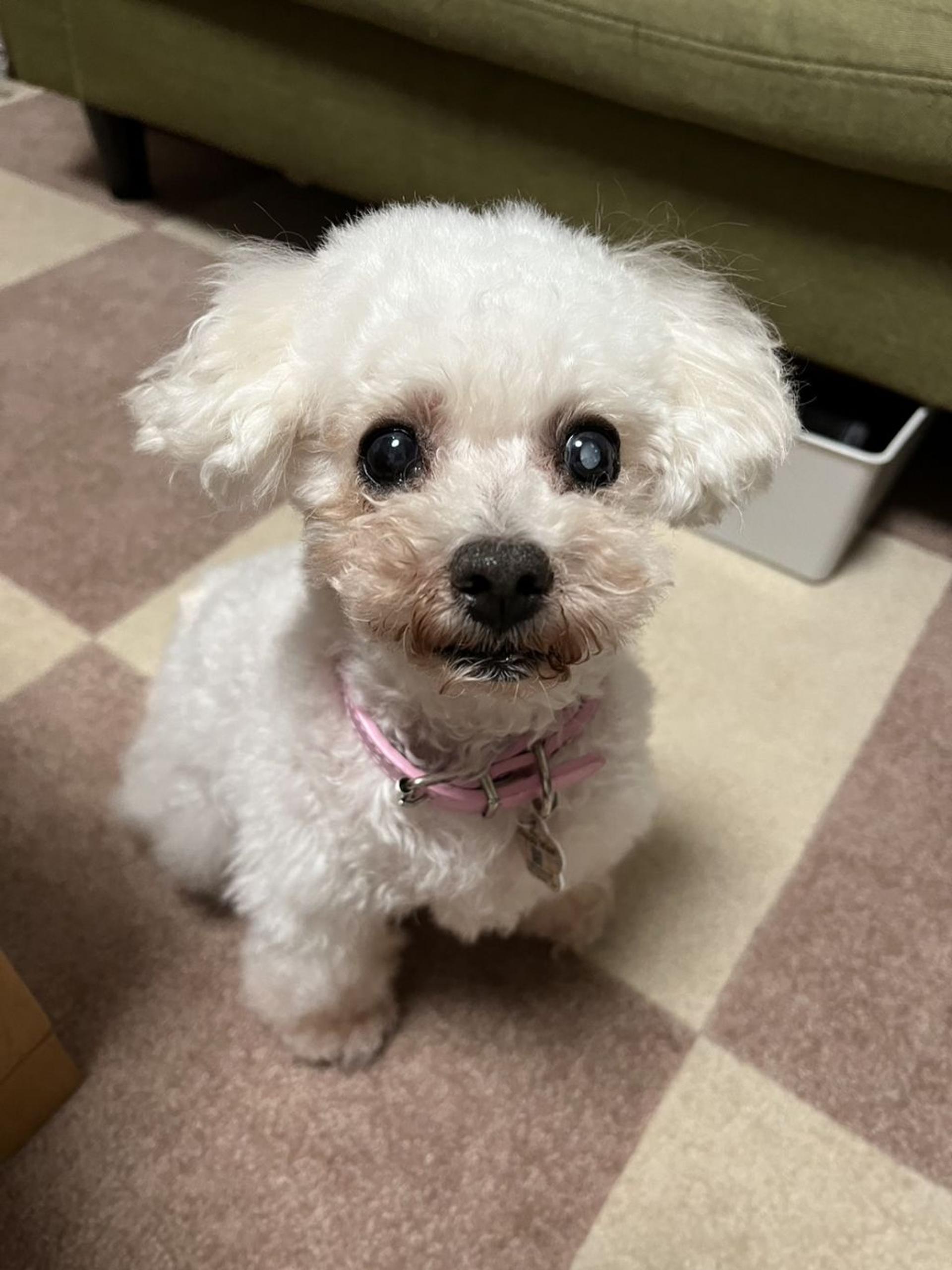 pet-image-5
