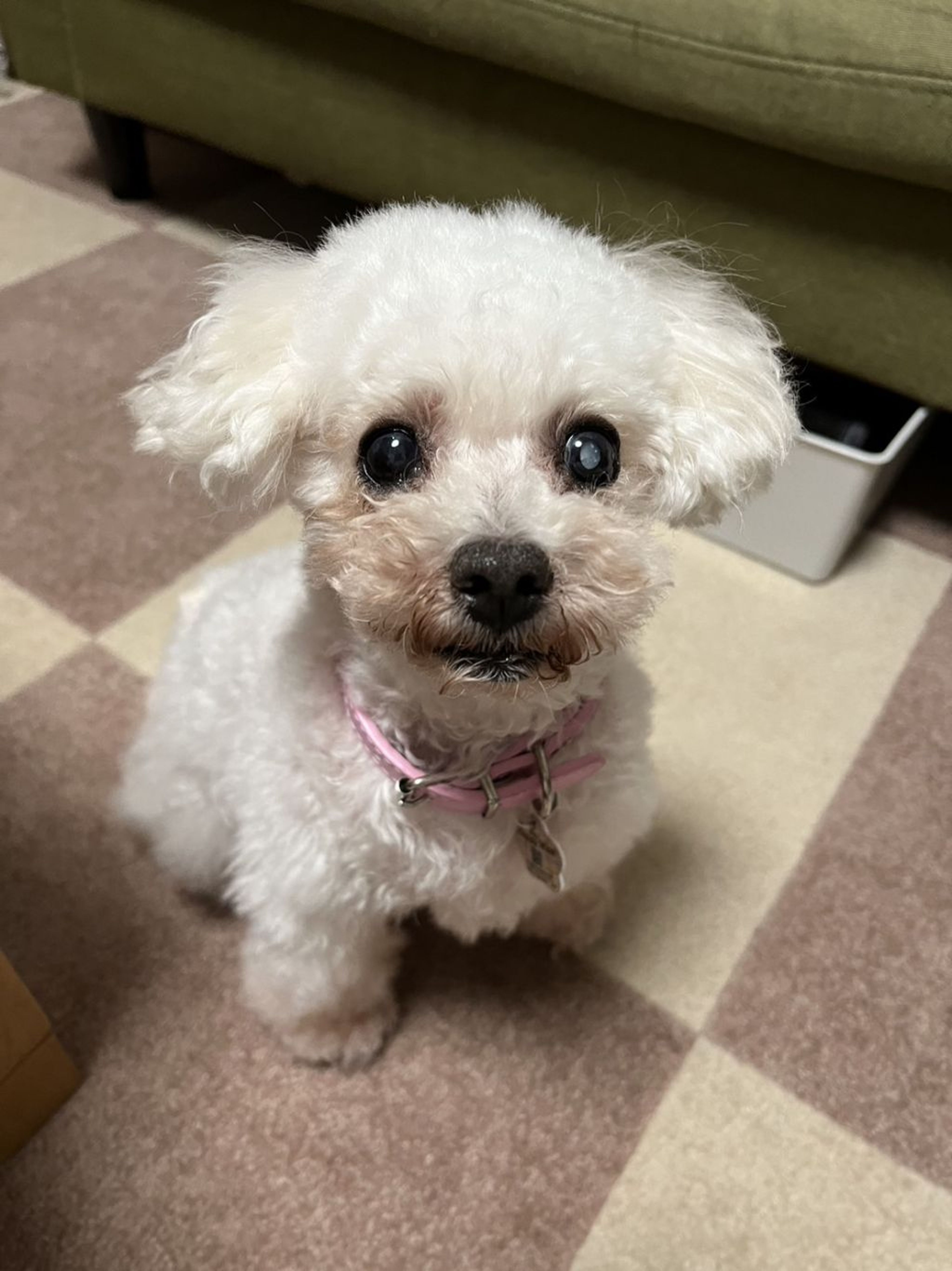 pet-image-5