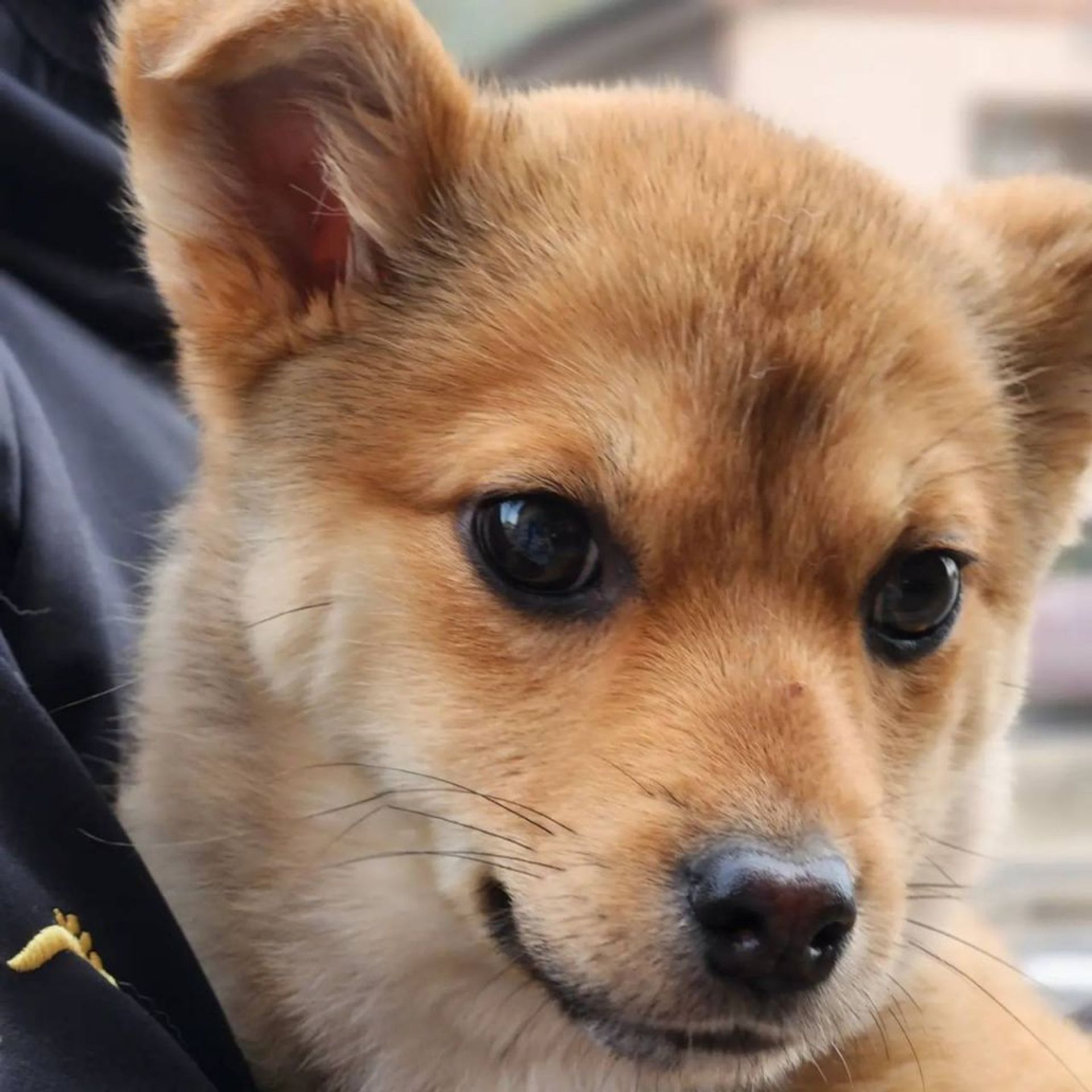 雑種（ミックス犬）・メスの里親募集の写真