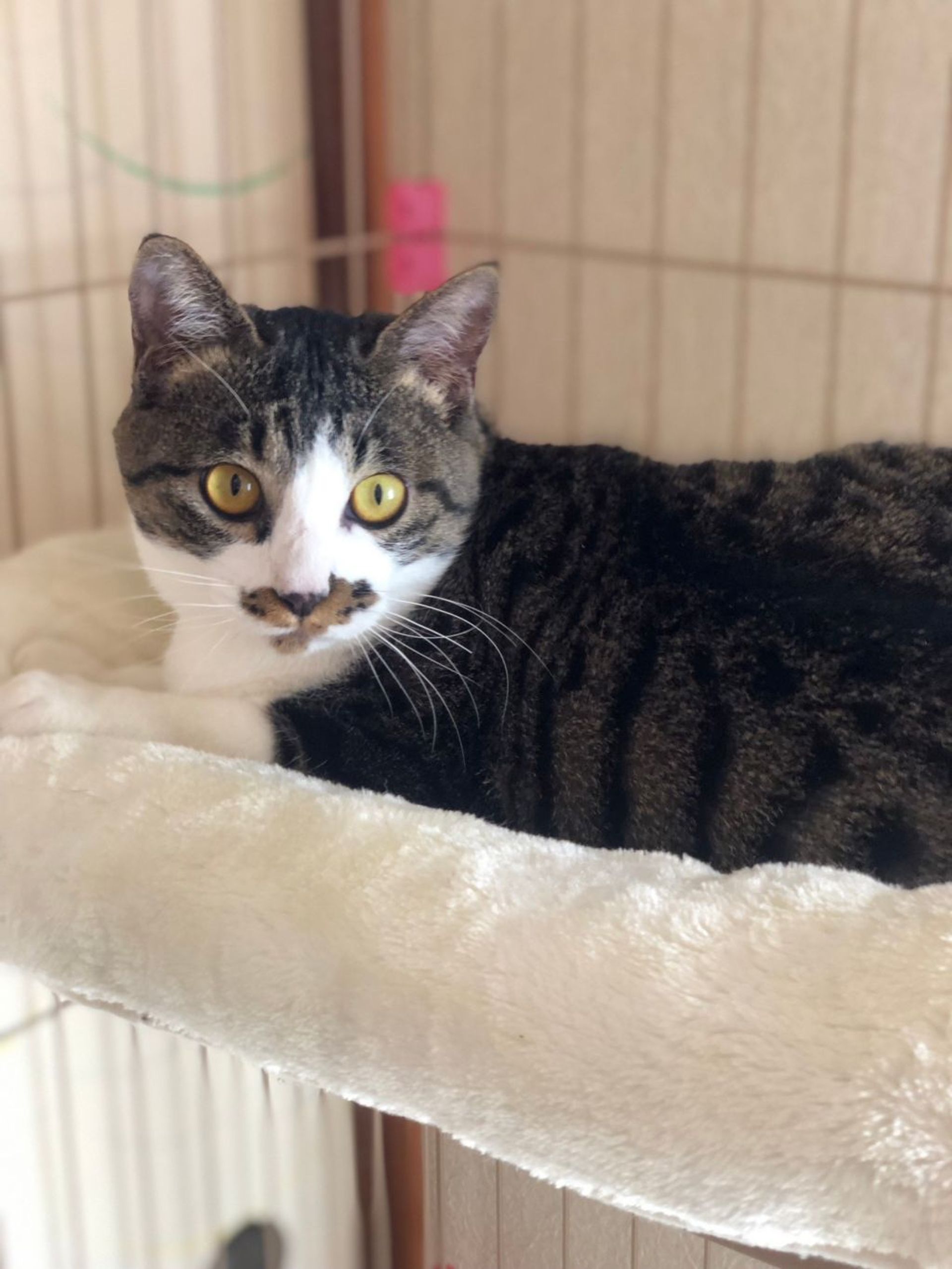 雑種（ミックス猫）・オスの里親募集の写真
