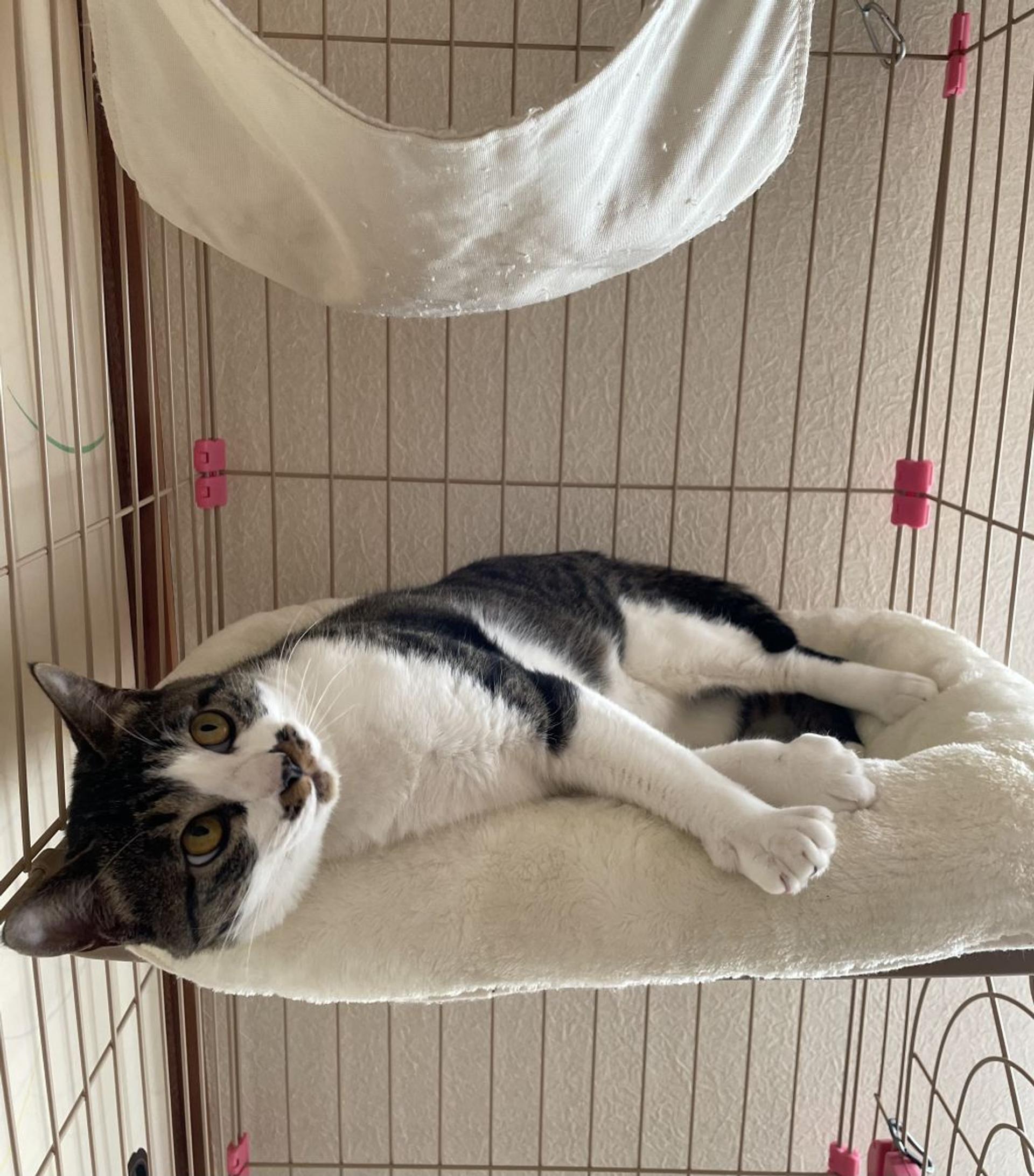 pet-image-3