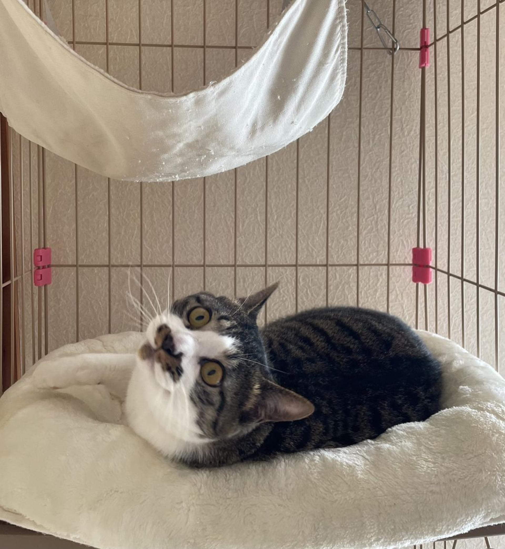 pet-image-4
