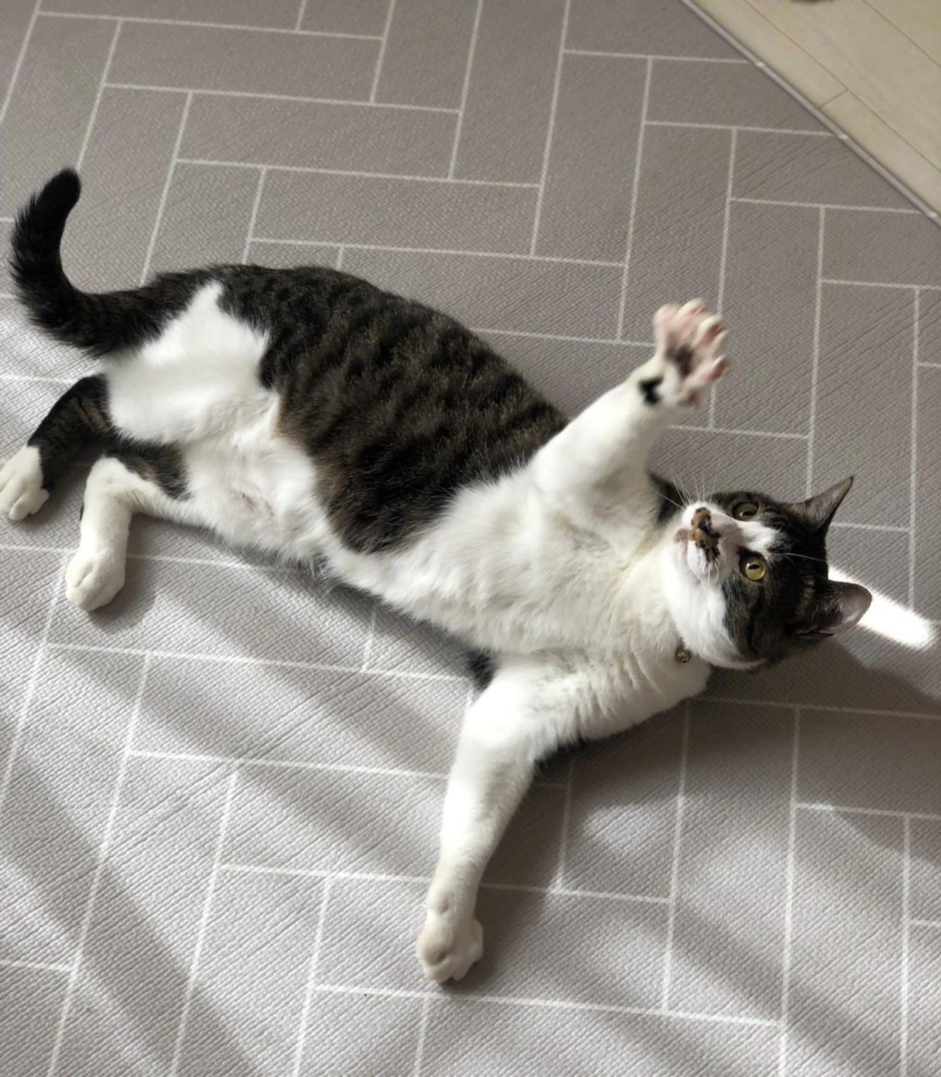 pet-image-5