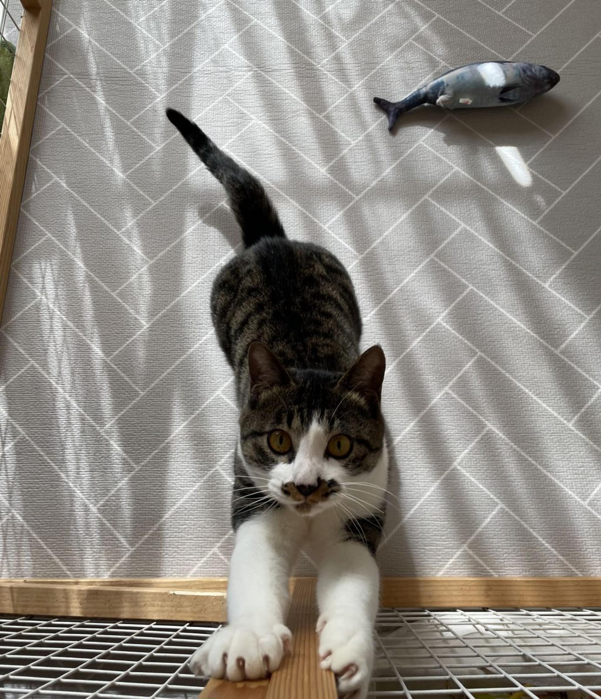 pet-image-8