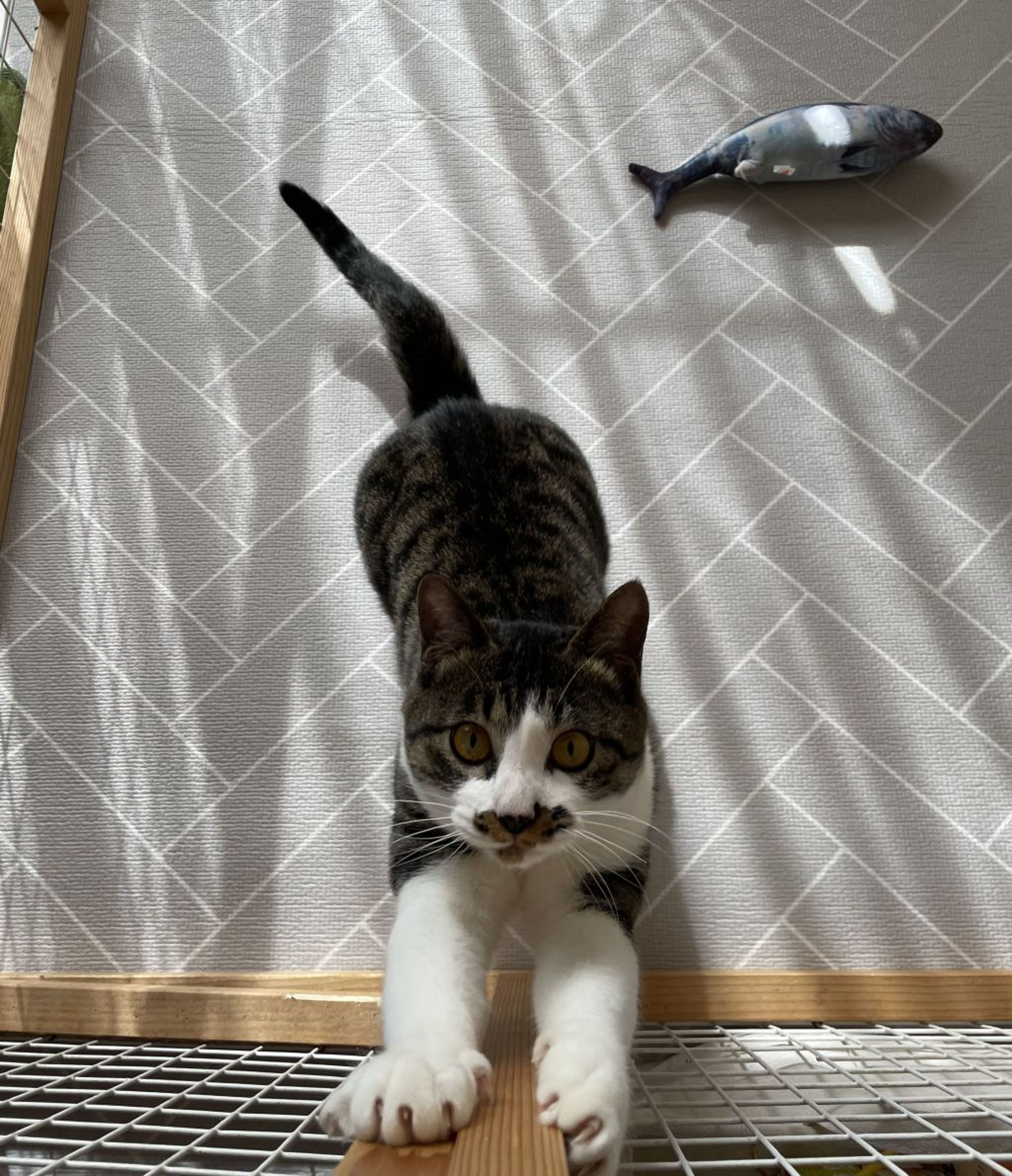 pet-image-8