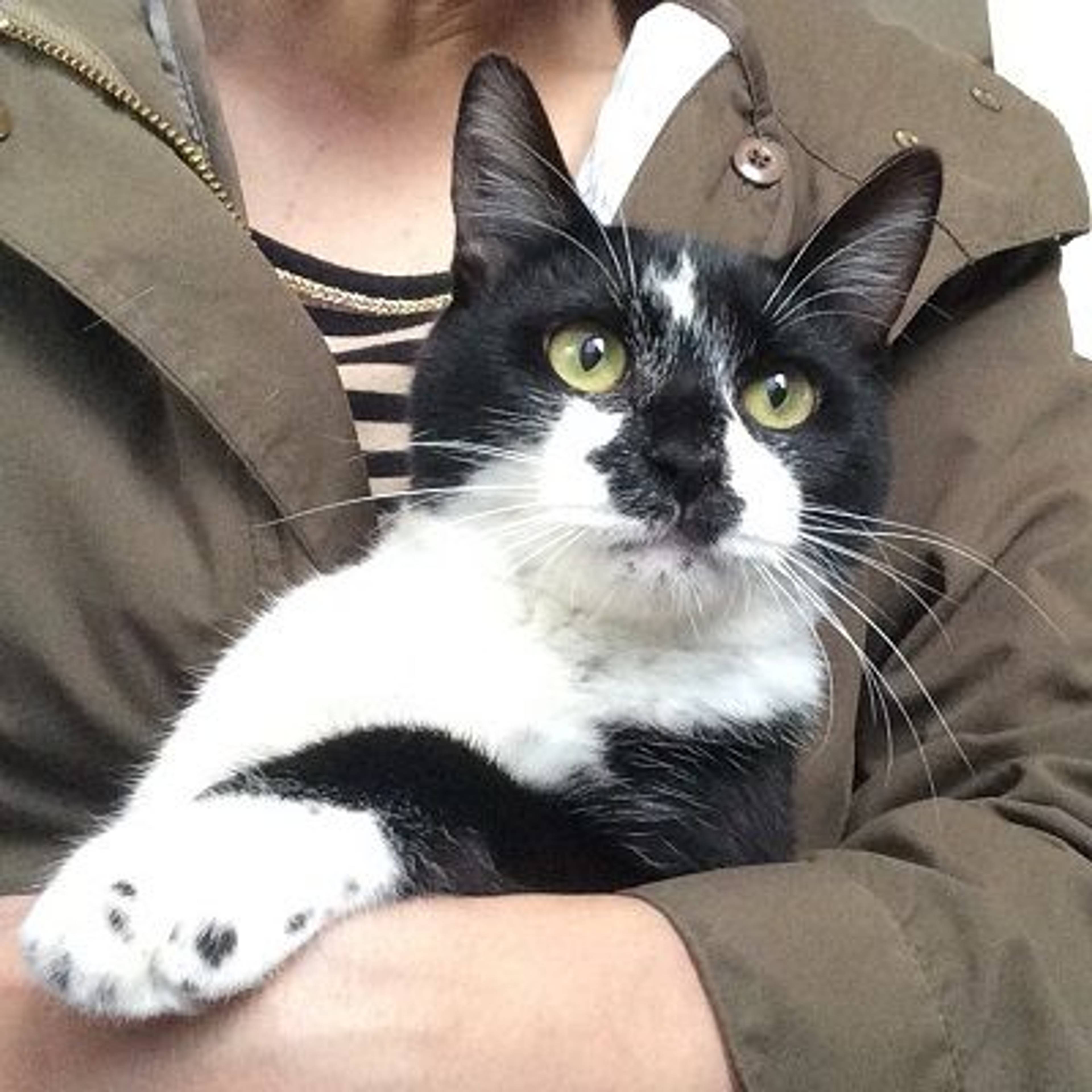 雑種（ミックス猫）・メスの里親募集の写真
