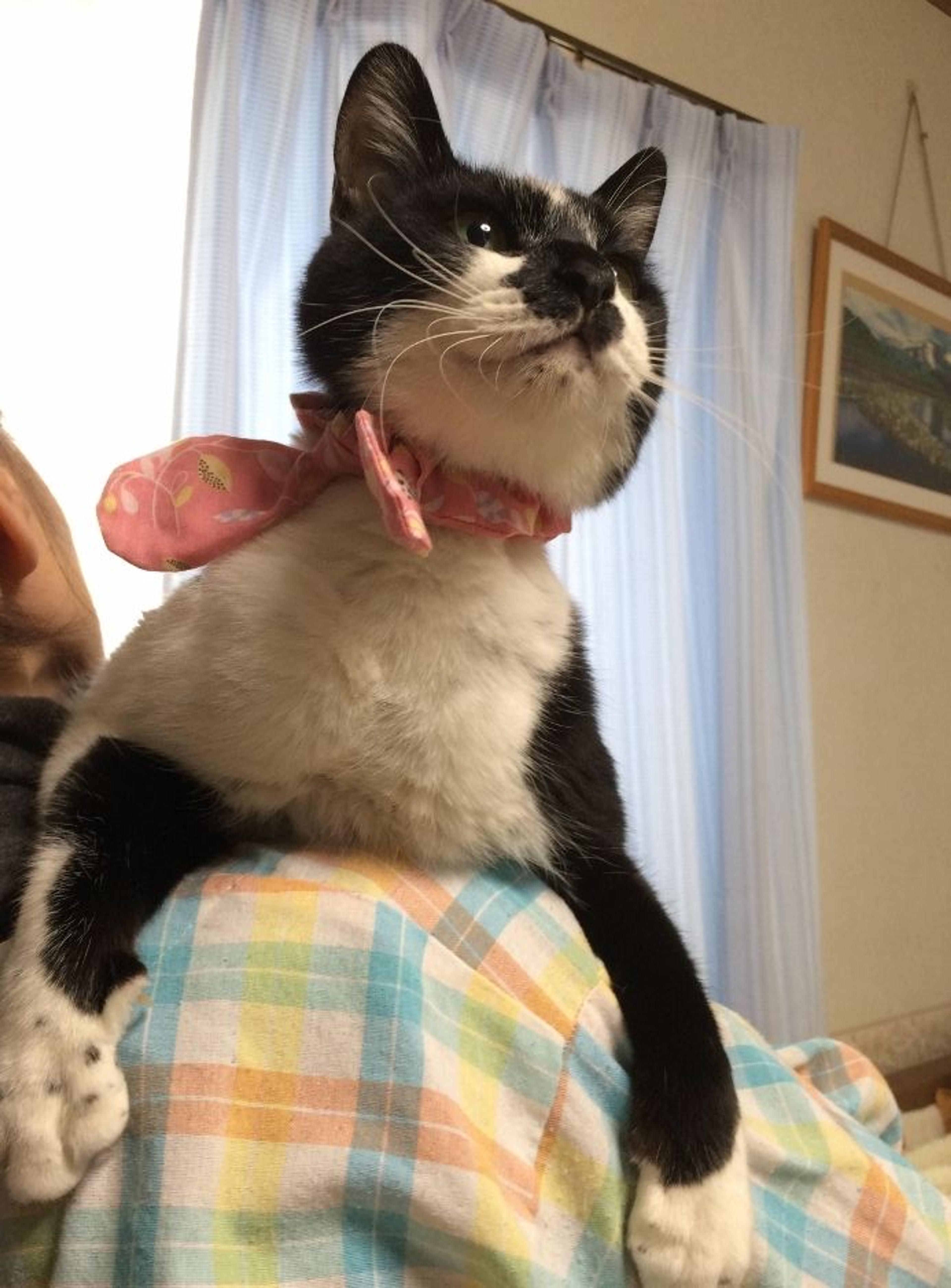 pet-image-2