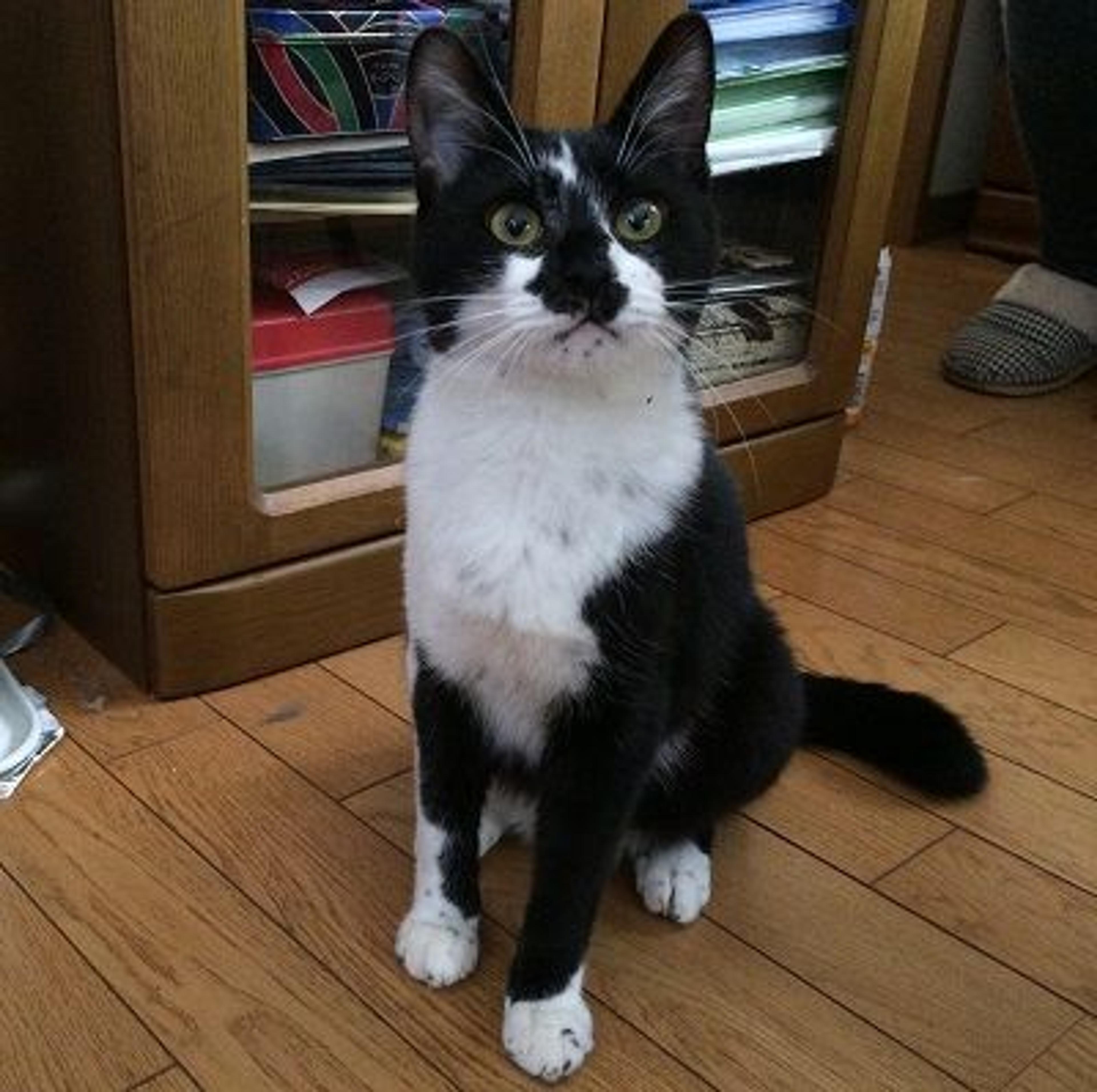 pet-image-3