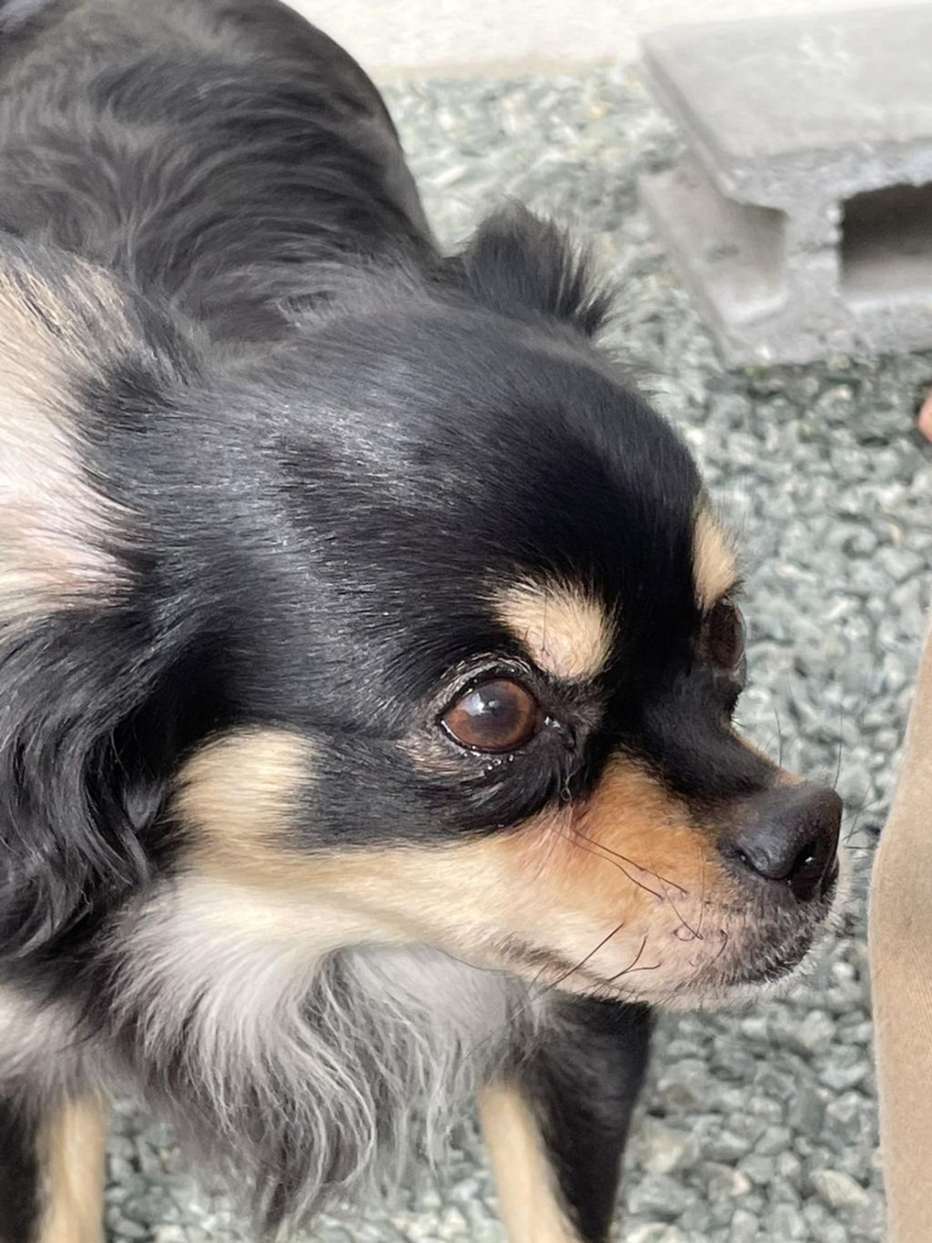 pet-image-2