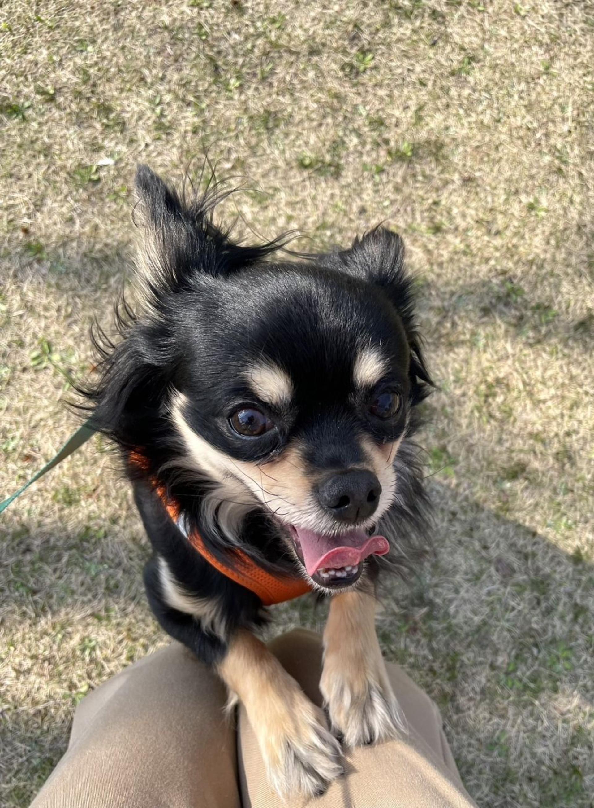 pet-image-3